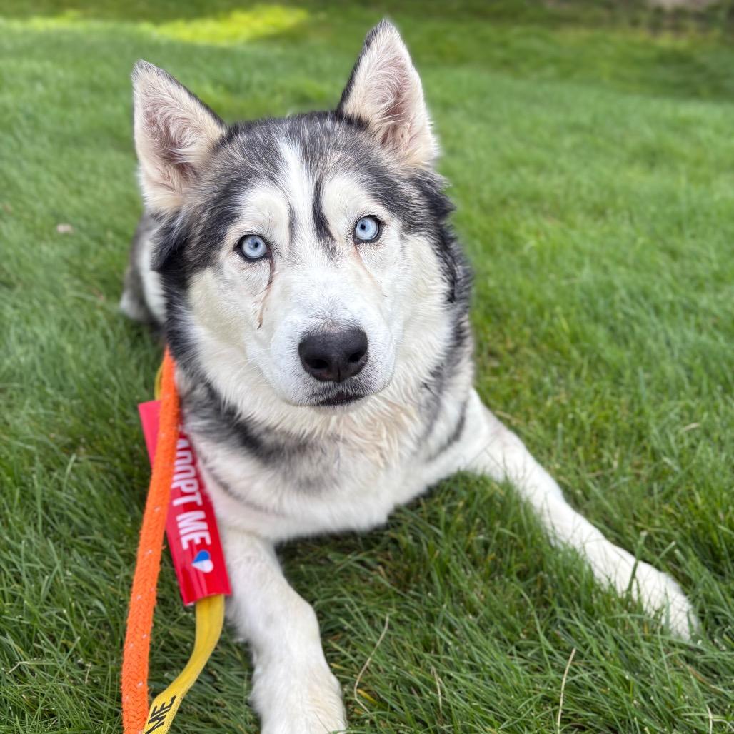 Enlarge Onyx, a Adoptable Husky in Spokane, WA image 1/5