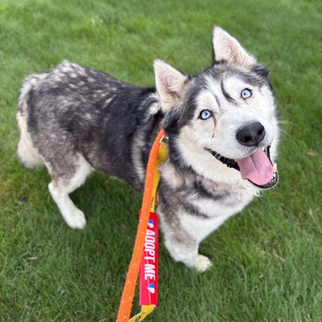 Enlarge Onyx, a Adoptable Husky in Spokane, WA image 2/5