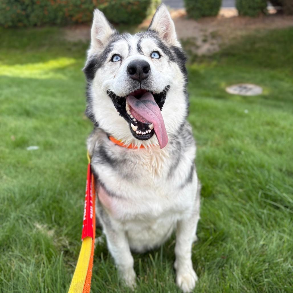 Enlarge Onyx, a Adoptable Husky in Spokane, WA image 3/5