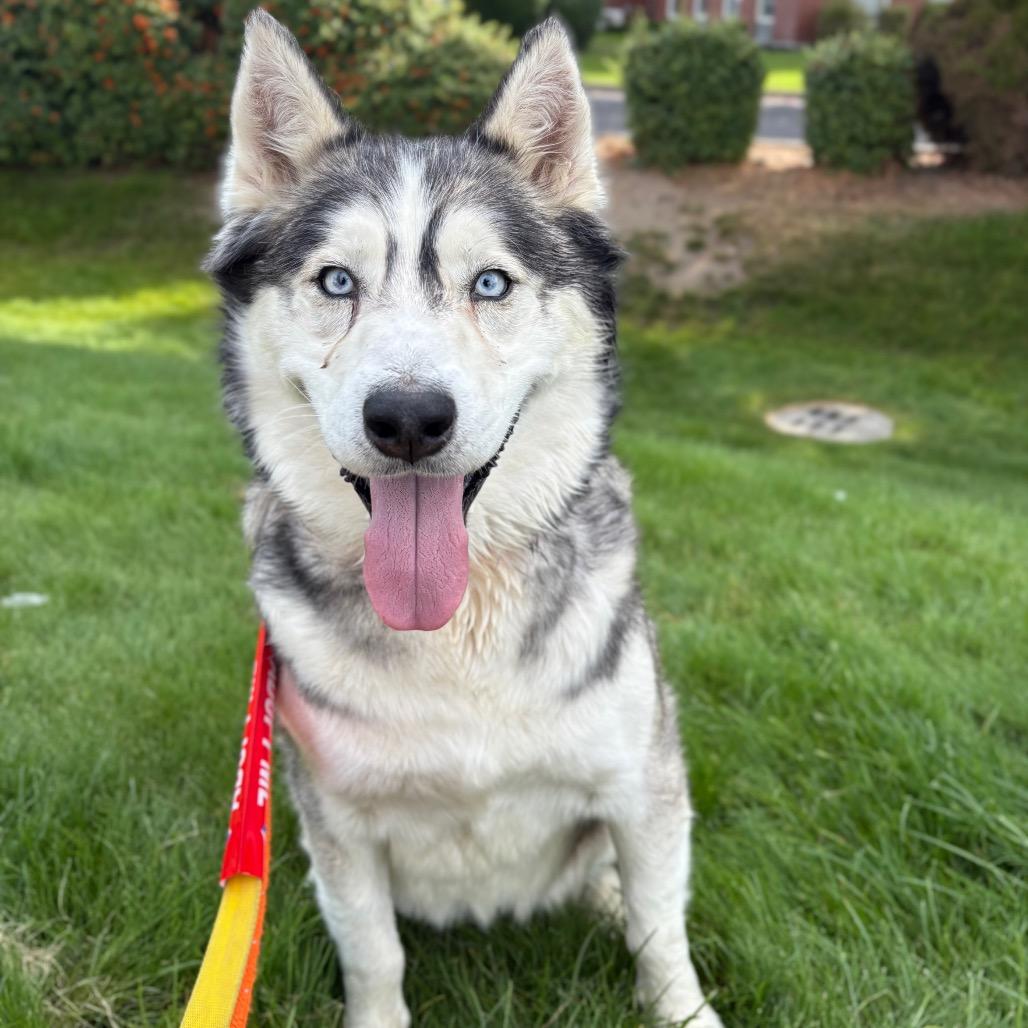 Enlarge Onyx, a Adoptable Husky in Spokane, WA image 4/5