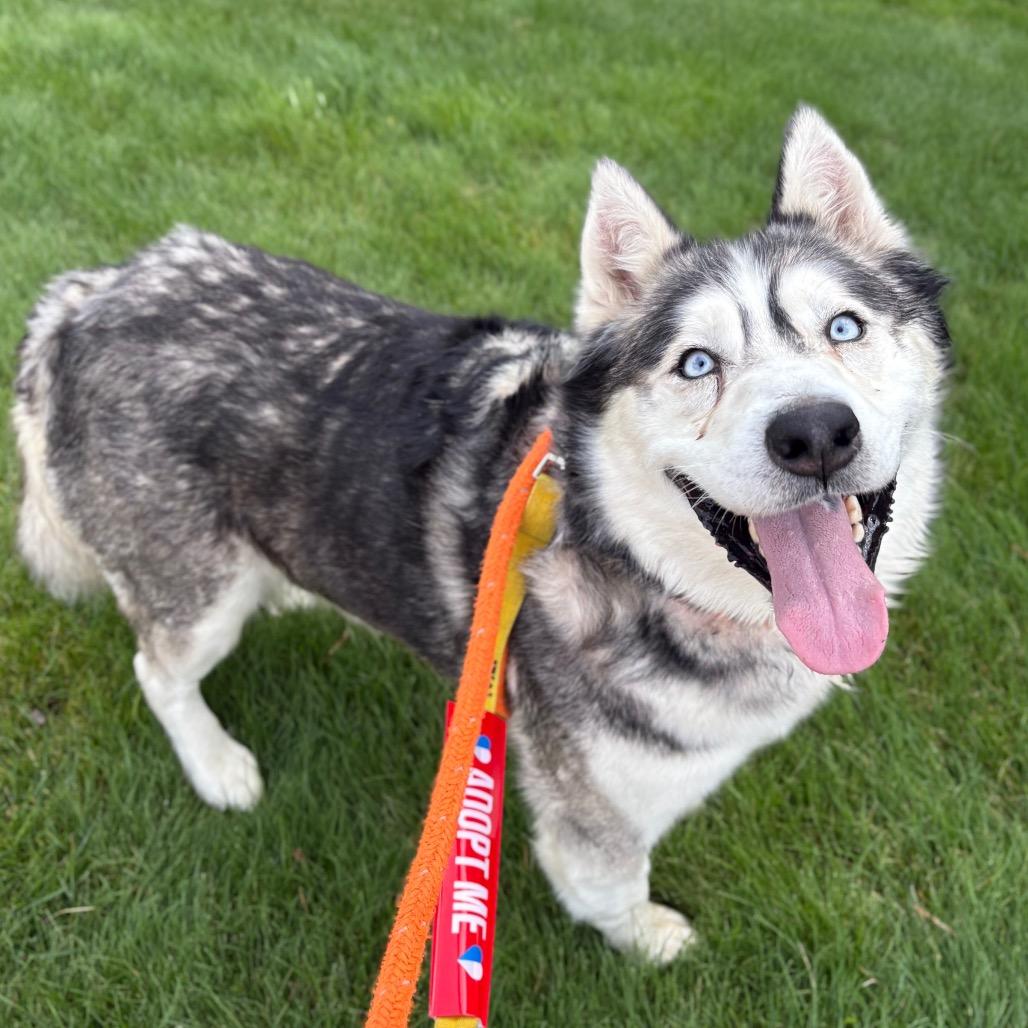 Enlarge Onyx, a Adoptable Husky in Spokane, WA image 5/5