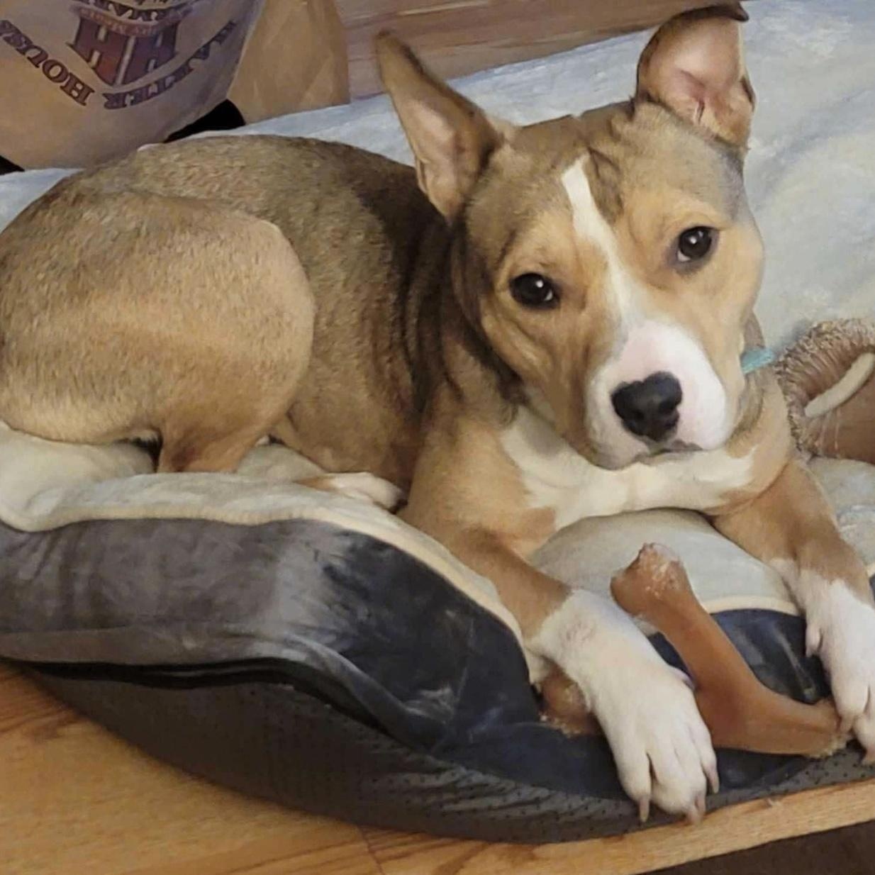 Gus, Adoptable, Adult Male Terrier.