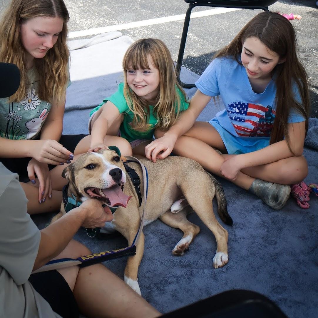 Enlarge Gus, a Adoptable mixed breed in Hollister, MO image 2/5