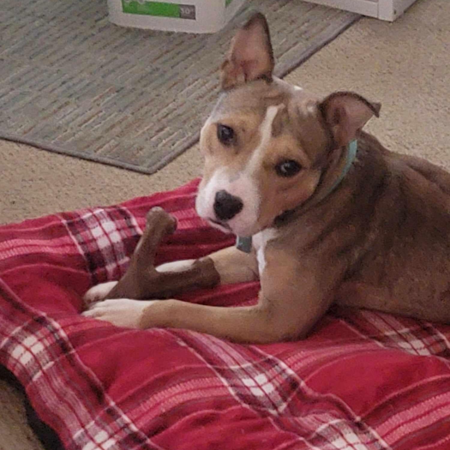 Enlarge Gus, a Adoptable mixed breed in Hollister, MO image 4/5