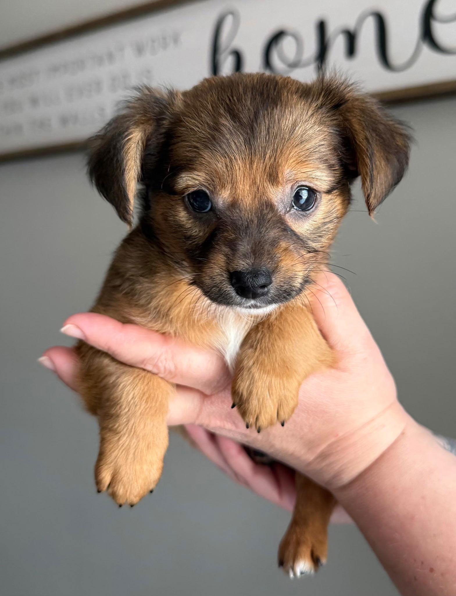 FINN - ACCEPTING APPLICATIONS, a Adoptable Chihuahua in Tampa, FL image 1/3