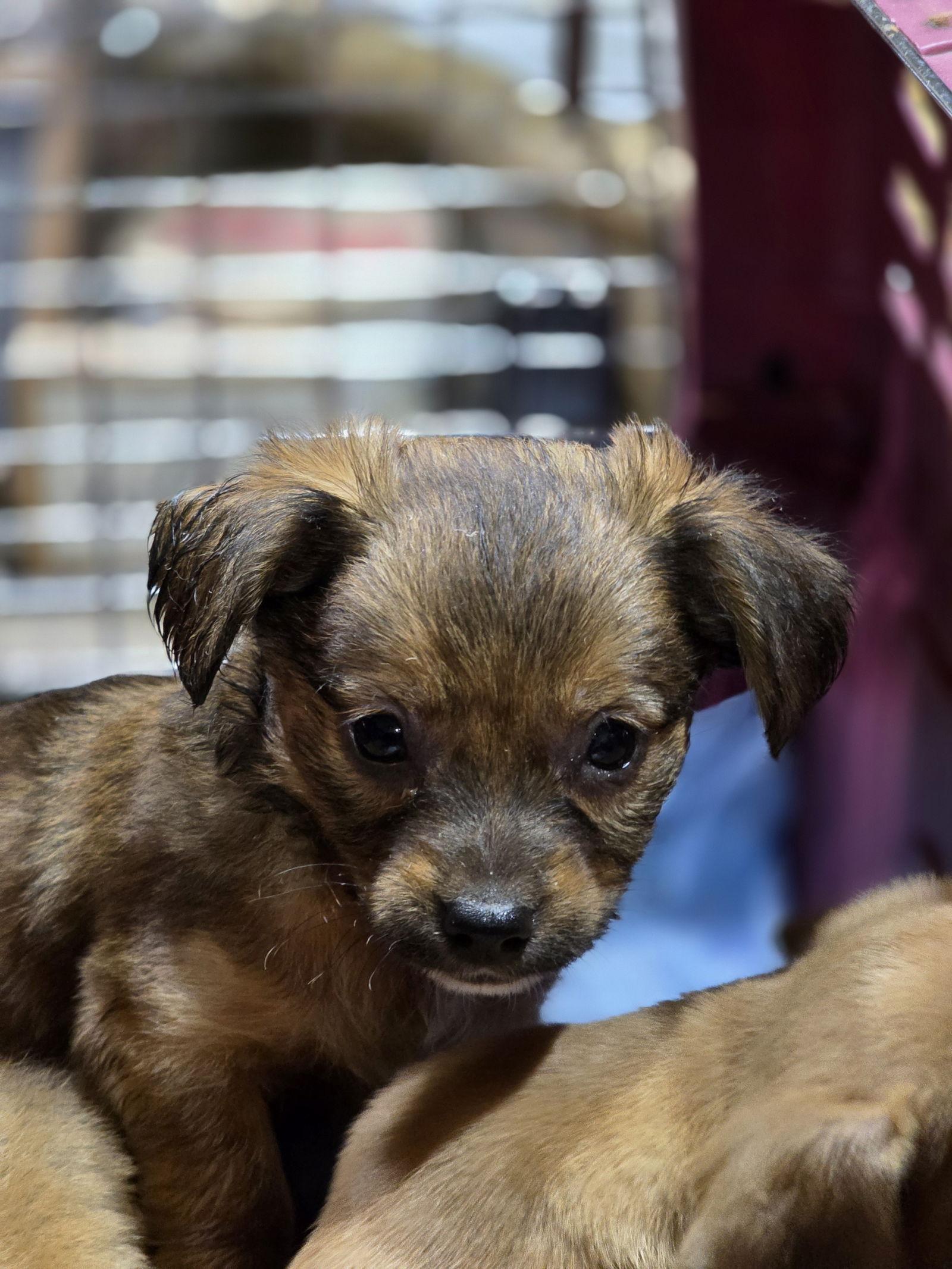 FINN - ACCEPTING APPLICATIONS, a Adoptable Chihuahua in Tampa, FL image 2/3