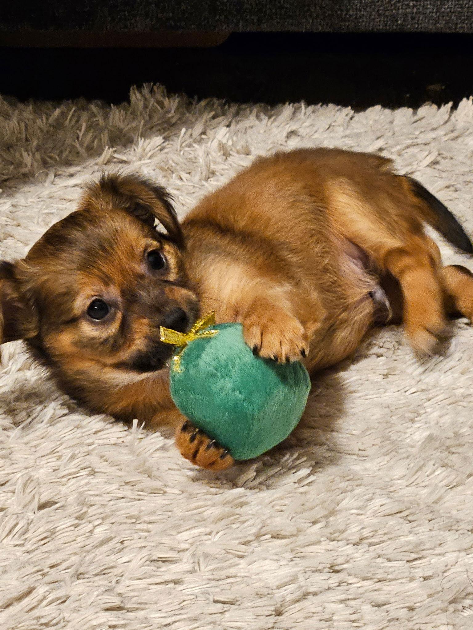 FINN - ACCEPTING APPLICATIONS, a Adoptable Chihuahua in Tampa, FL image 3/3