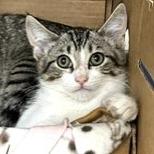 Ravi, Adoptable, Kitten Male Domestic Short Hair.