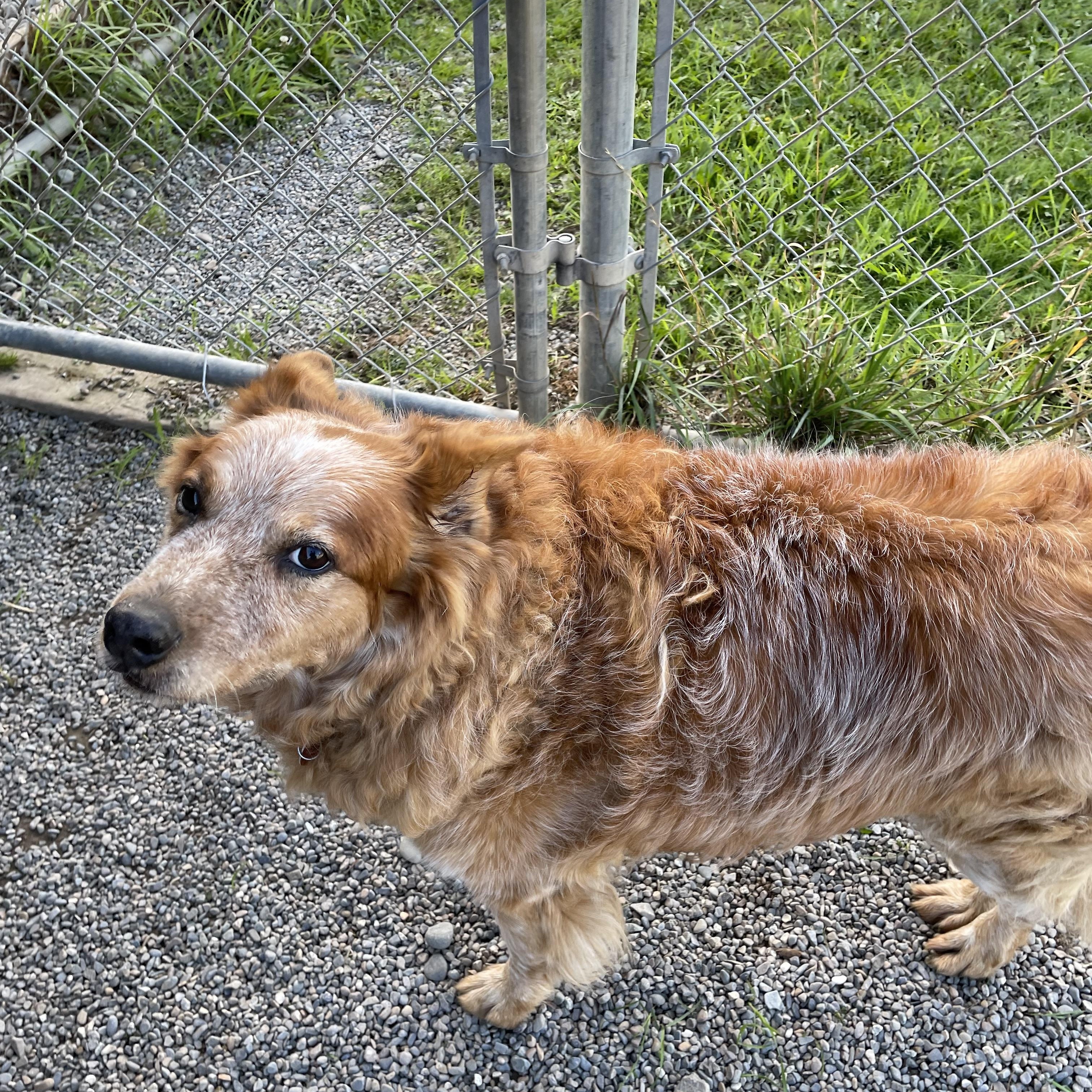 Enlarge Marshall, a Adopted mixed breed in Bonners Ferry, ID image 3/4