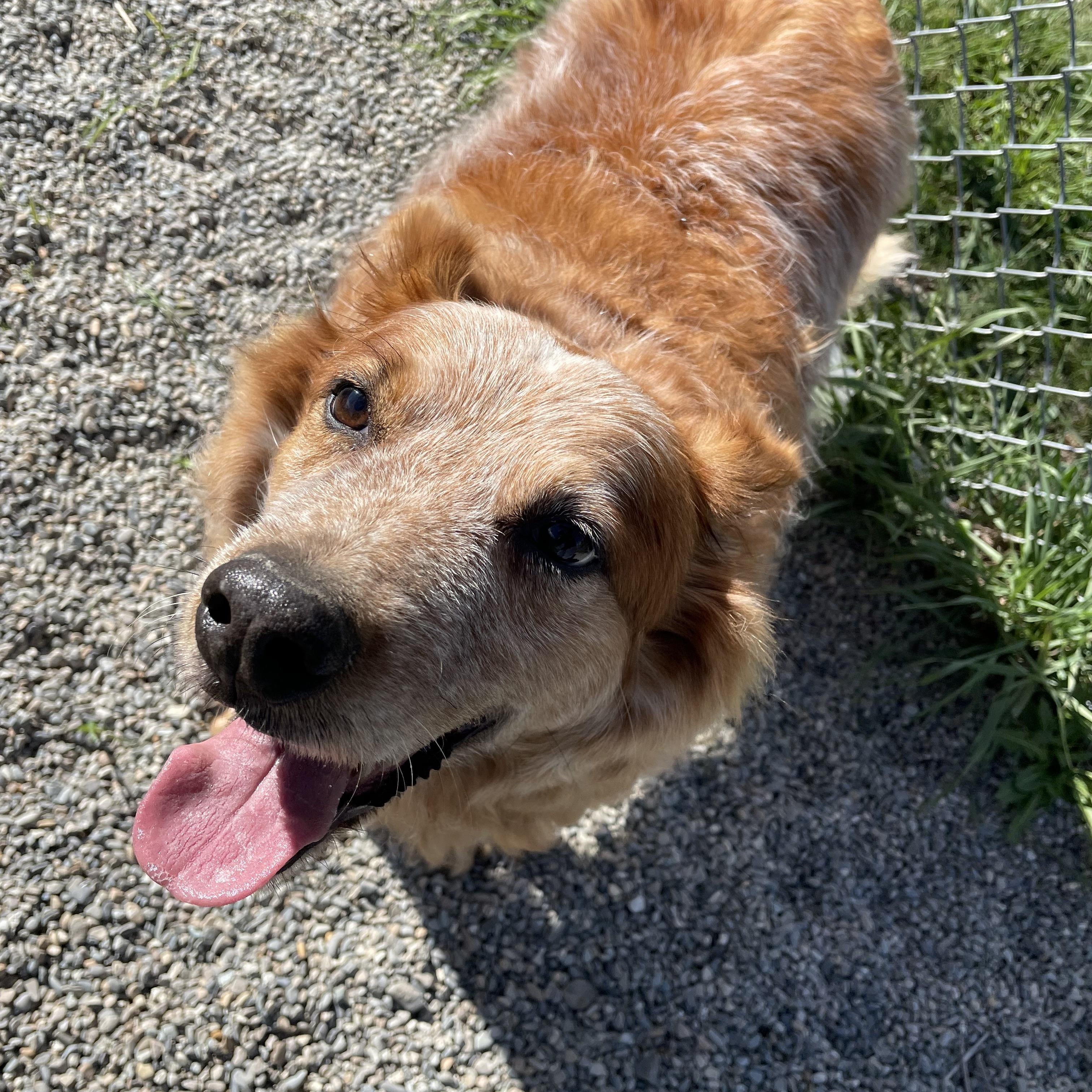 Enlarge Marshall, a Adopted mixed breed in Bonners Ferry, ID image 4/4