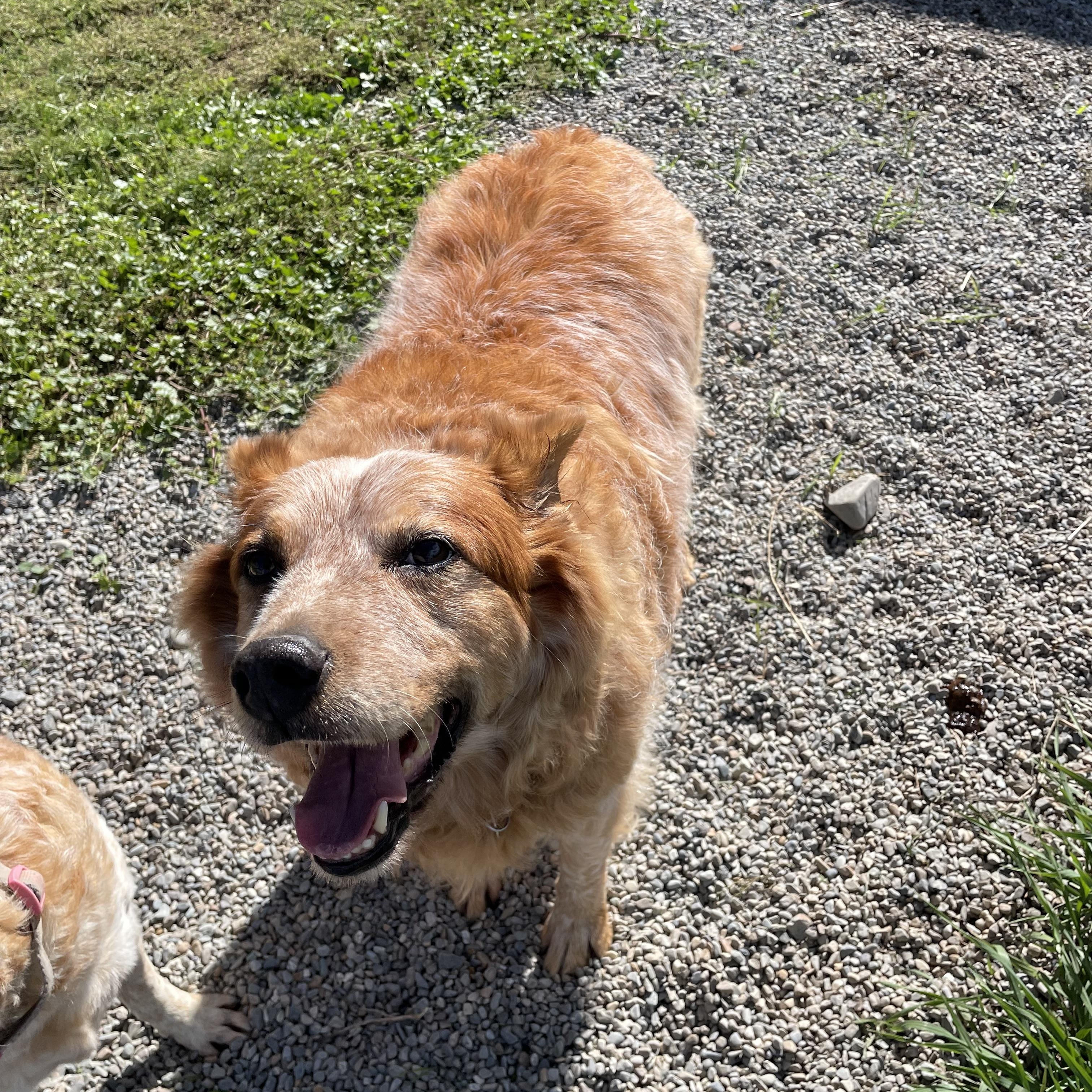 Enlarge Marshall, a Adopted mixed breed in Bonners Ferry, ID image 2/4
