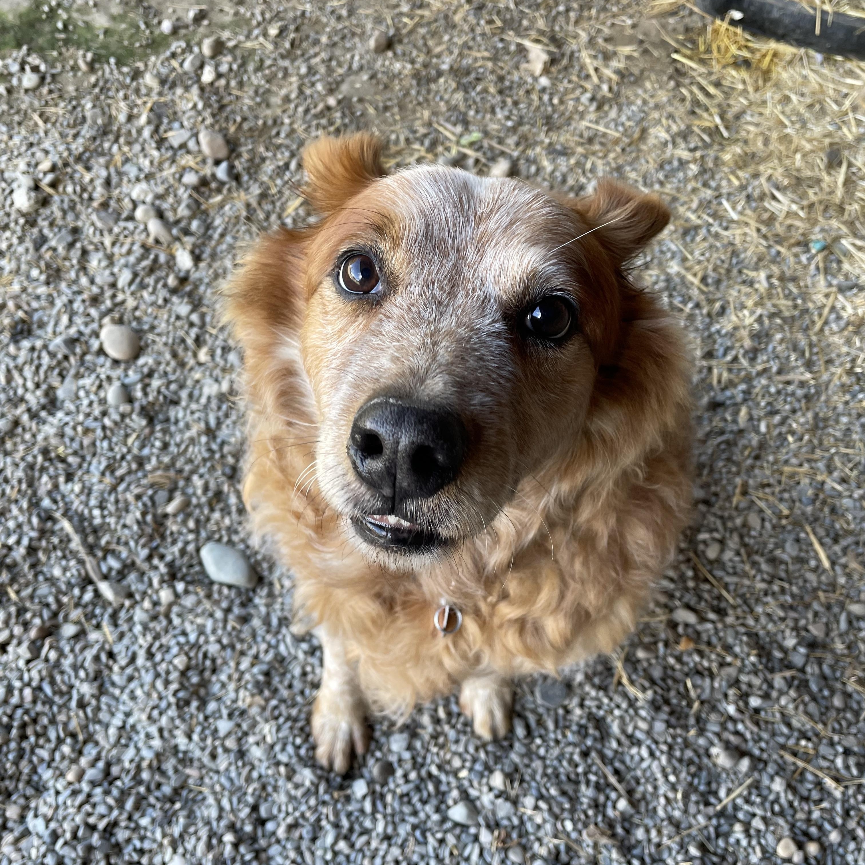 Enlarge Marshall, a Adopted mixed breed in Bonners Ferry, ID image 1/4