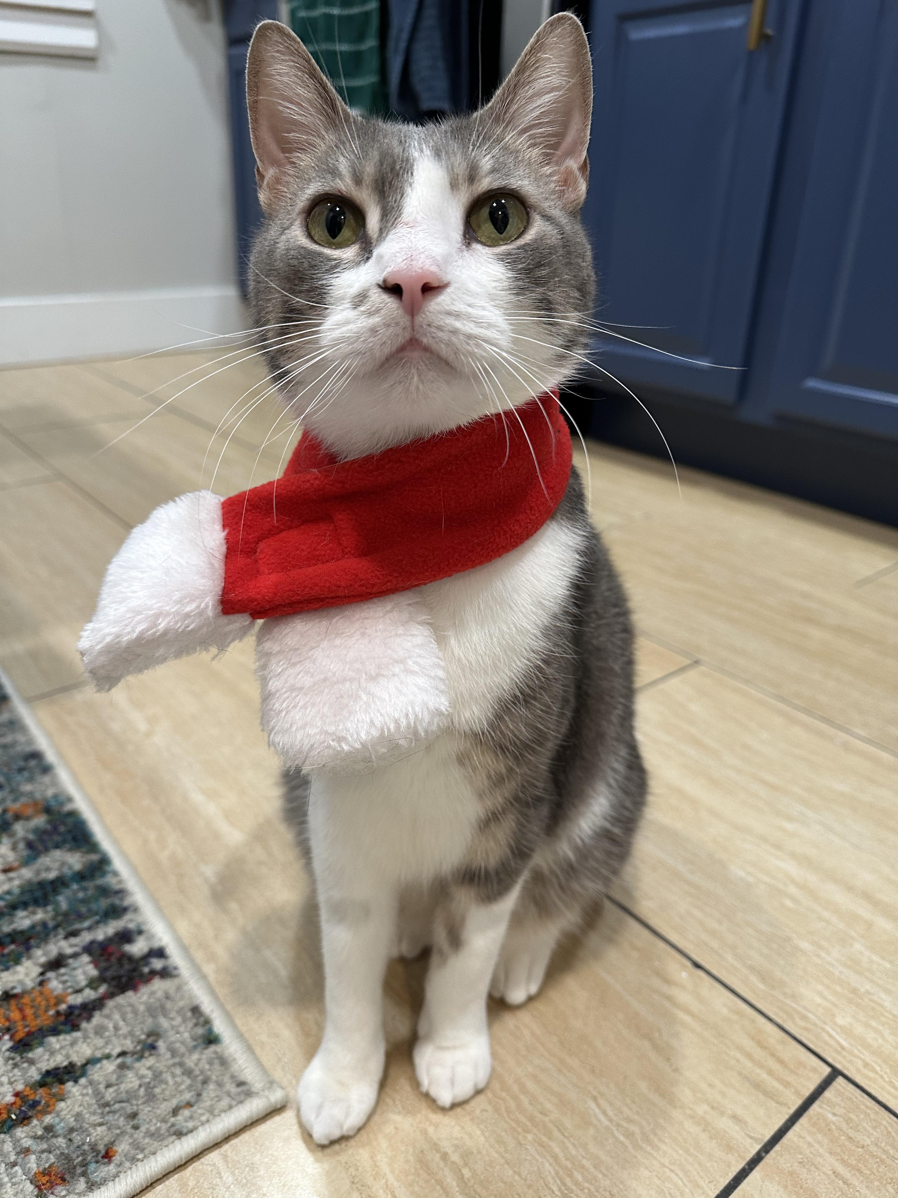 Enlarge Bobi, an adopted Domestic Short Hair in New York, NY image 6/6