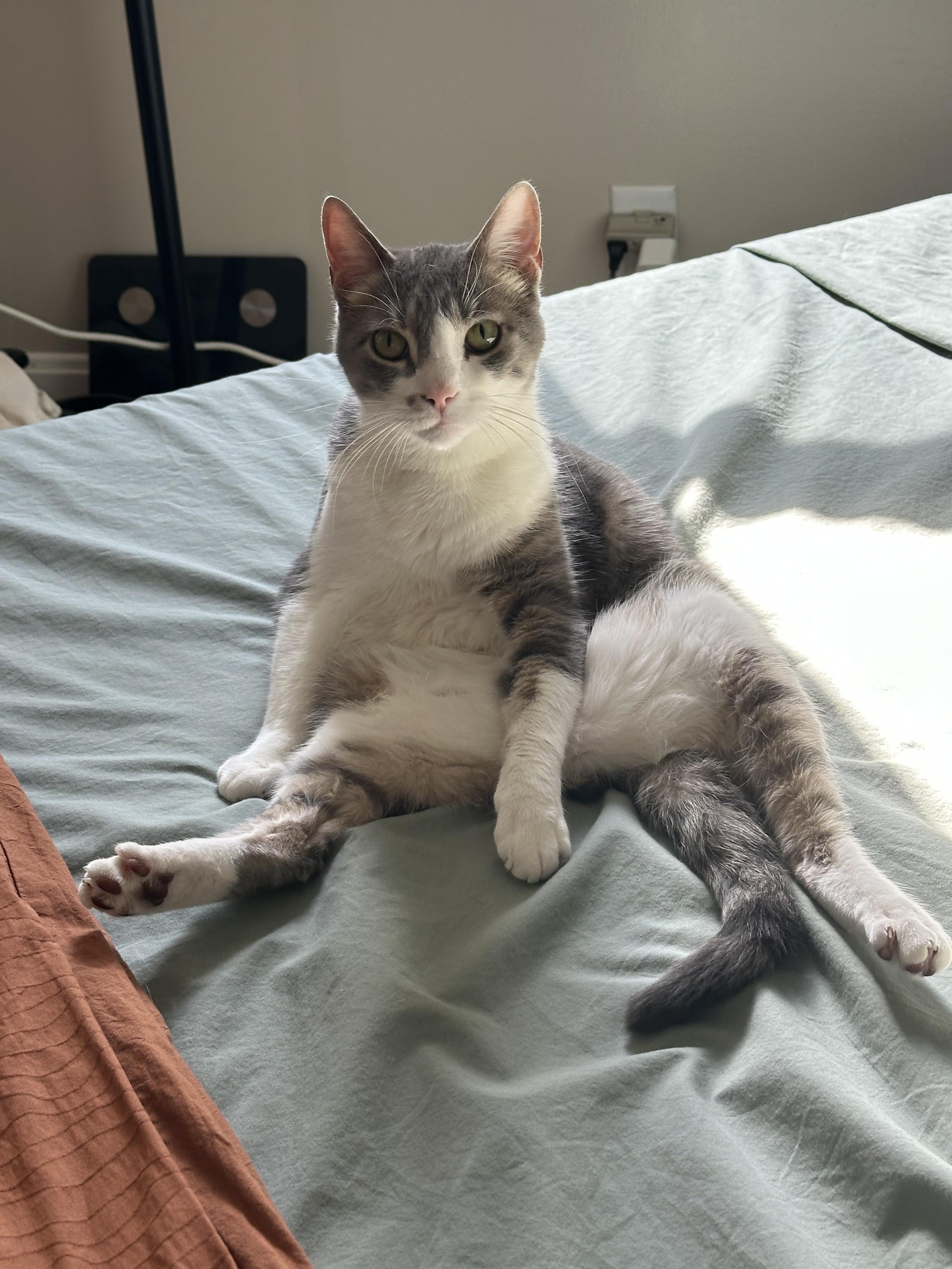 Enlarge Bobi, an adopted Domestic Short Hair in New York, NY image 5/6