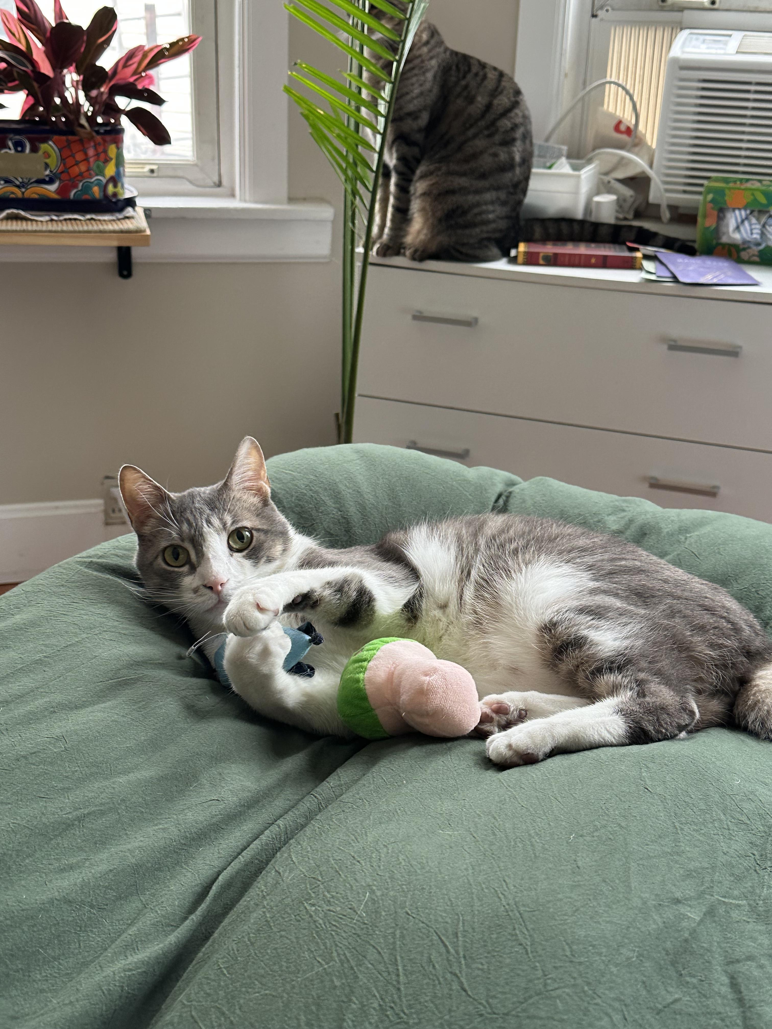 Enlarge Bobi, an adopted Domestic Short Hair in New York, NY image 2/6