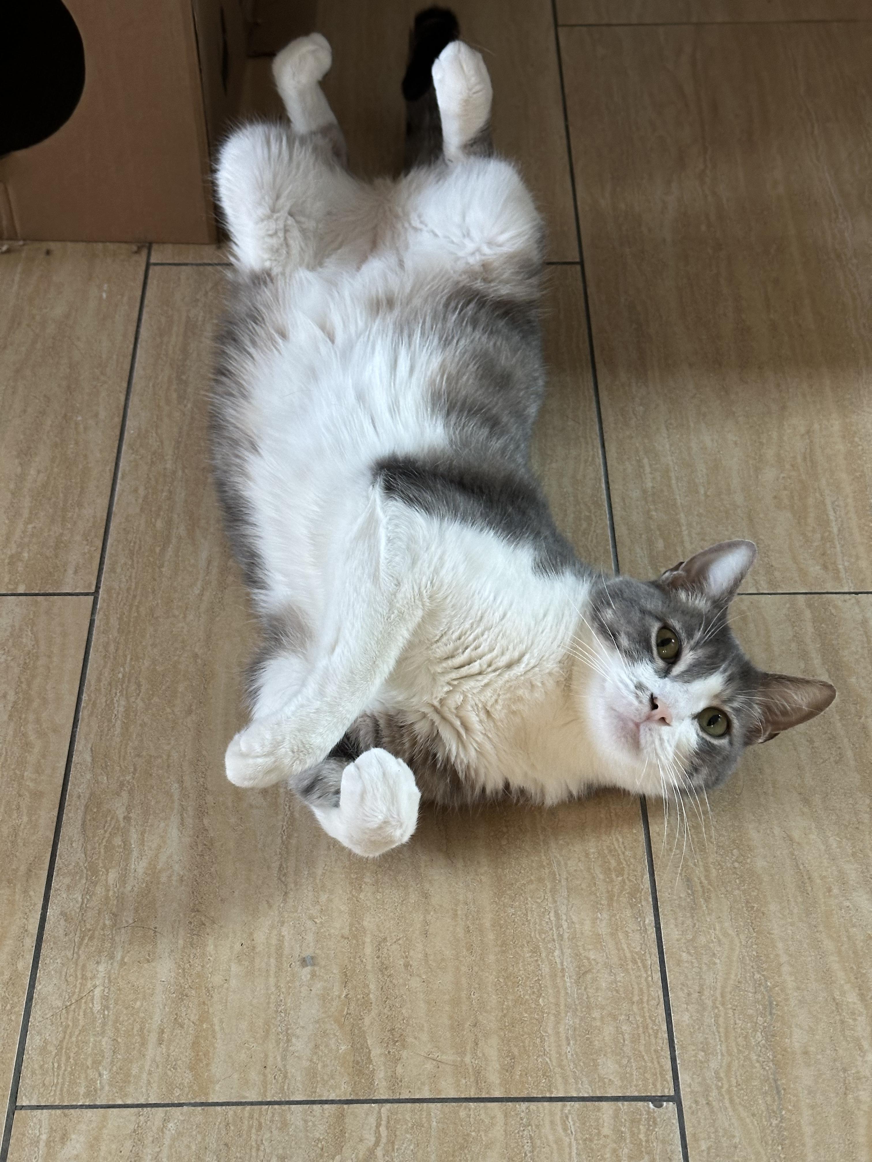 Enlarge Bobi, an adopted Domestic Short Hair in New York, NY image 3/6