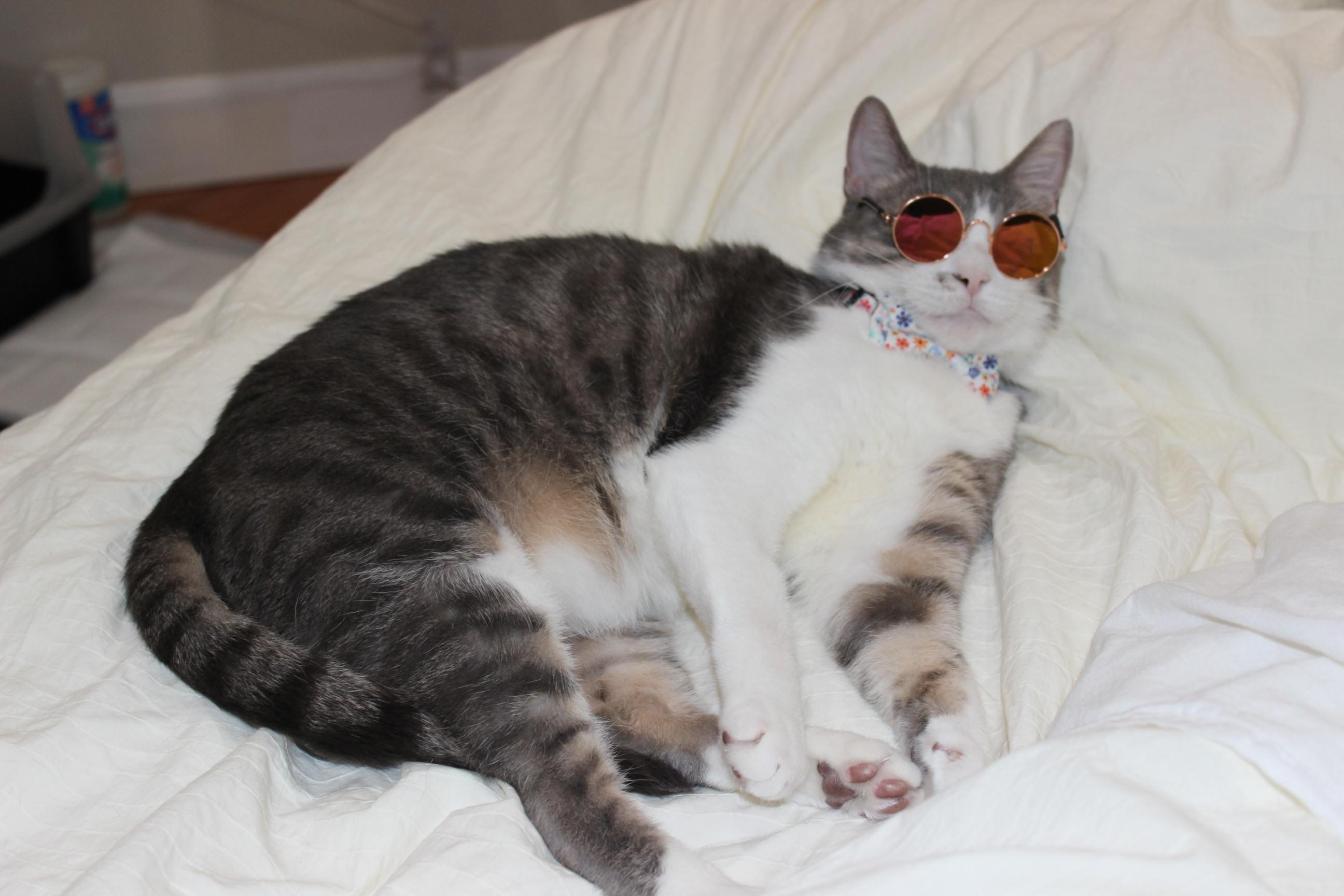 Enlarge Bobi, an adopted Domestic Short Hair in New York, NY image 1/6