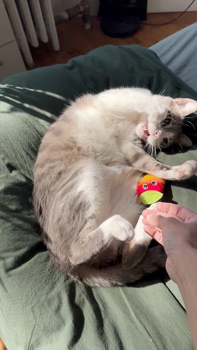 Enlarge Bobi, an adopted Domestic Short Hair in New York, NY video 4/6