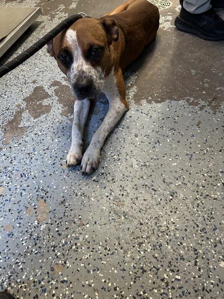 Enlarge Tigger, a Adoptable mixed breed in Mobile, AL image 1/1