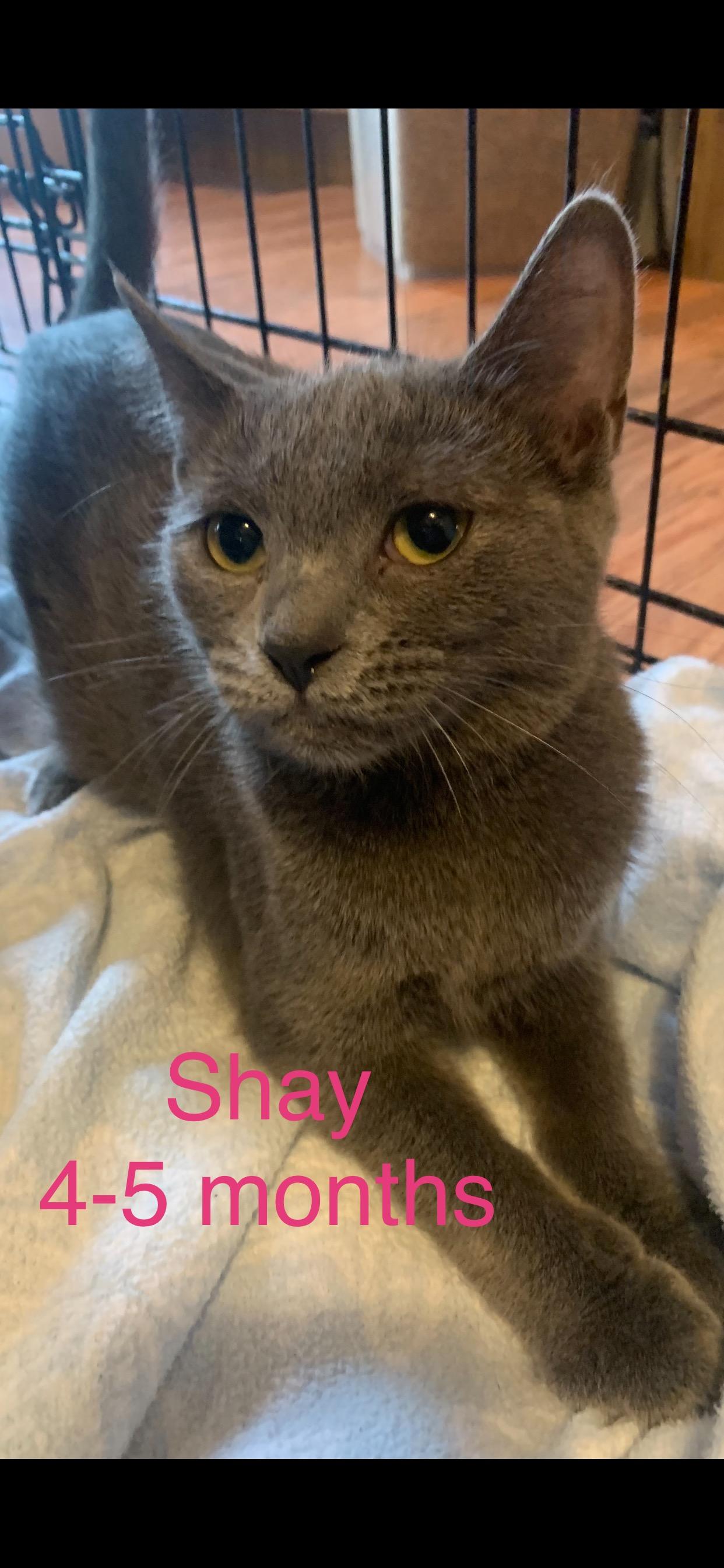 Shae, Adoptable, Kitten Female Domestic Short Hair.