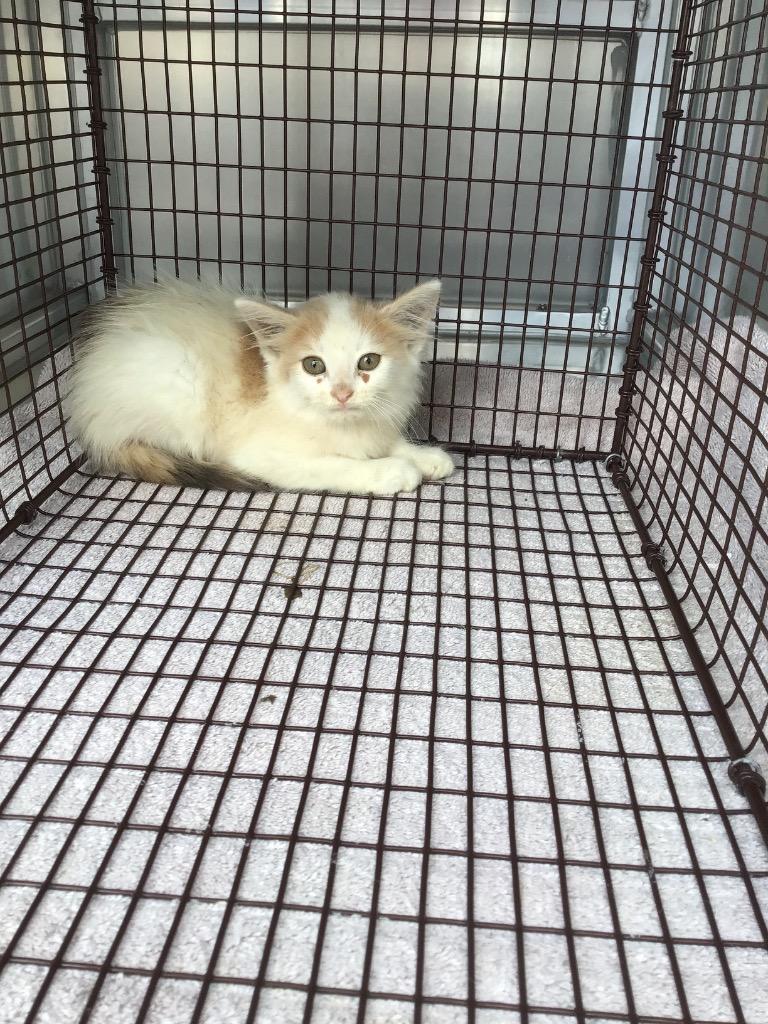 Angeles, Adoptable, Kitten Female Domestic Short Hair.