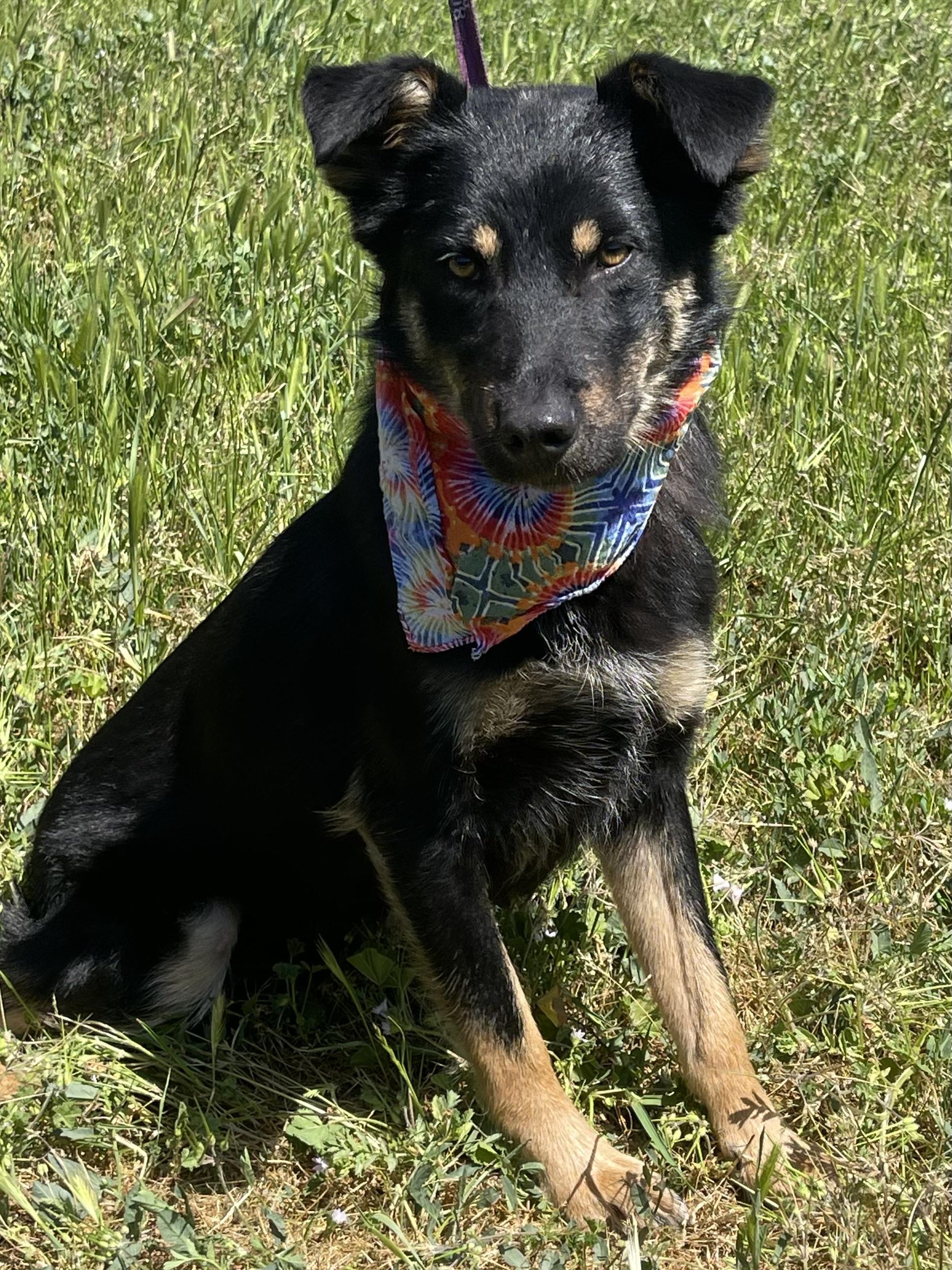 Kelsey, Adoptable, Young Female Australian Kelpie.