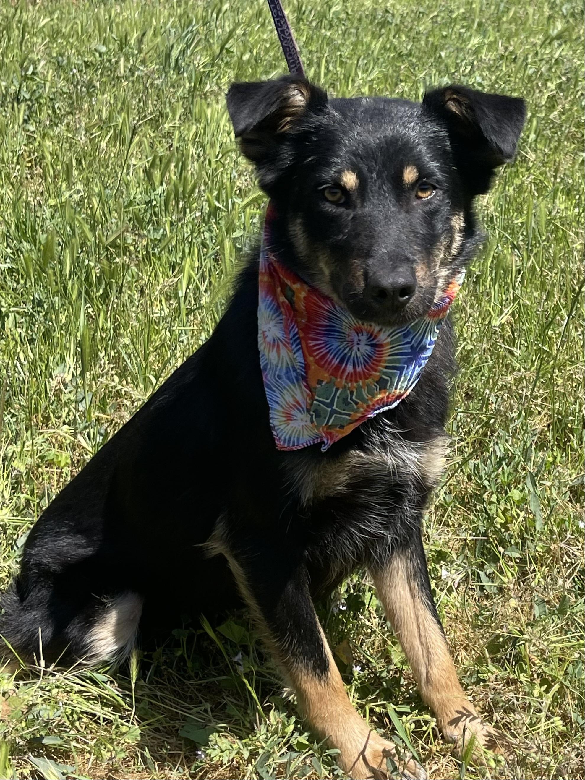 Kelsey, a Adoptable mixed breed in Woodland, CA image 2/2