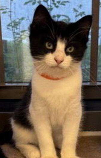 Dolly, Adoptable, Young Female Domestic Short Hair.