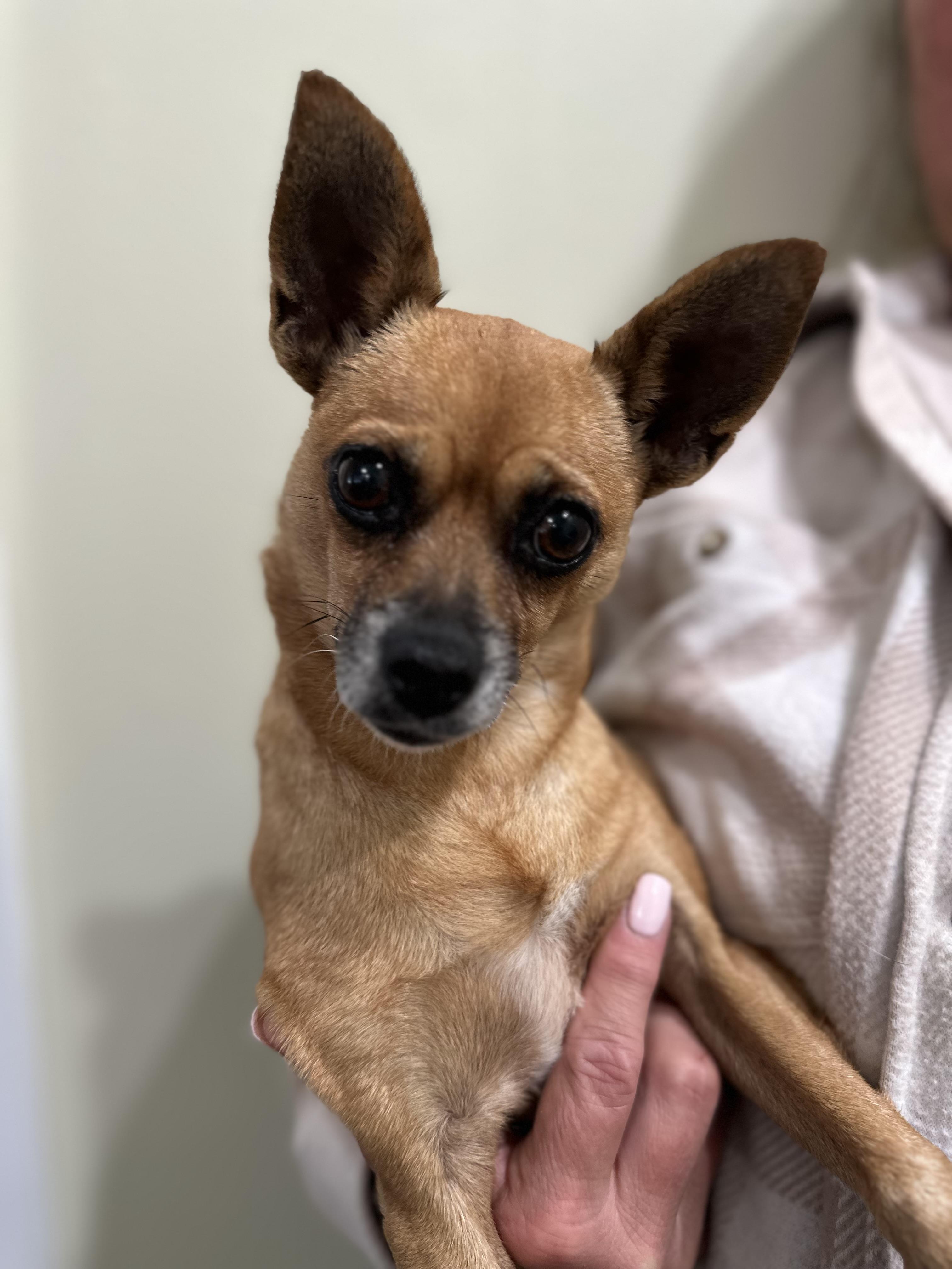 Anna, a Adoptable mixed breed in Lawrenceville, GA image 2/5