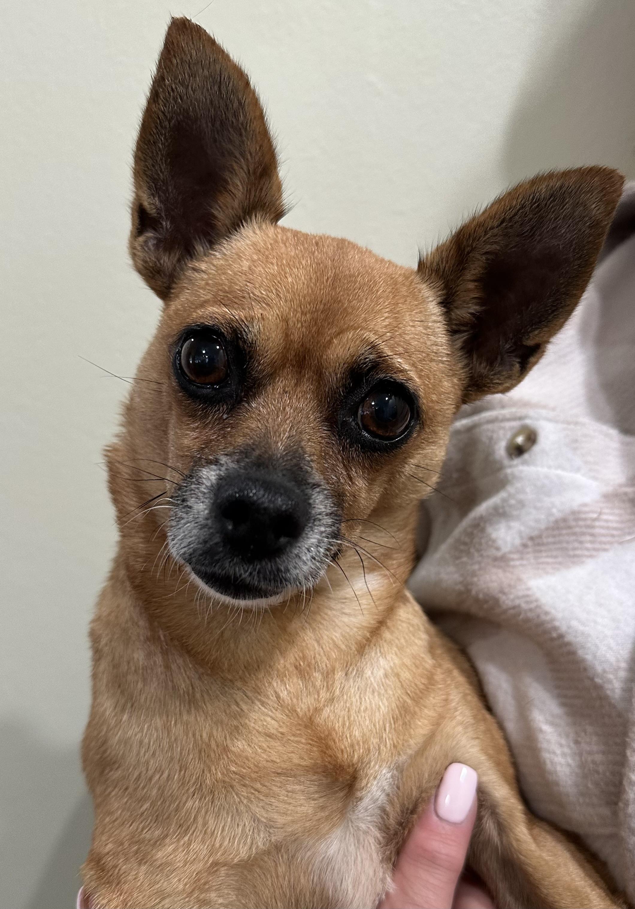 Anna, a Adoptable mixed breed in Lawrenceville, GA image 3/5