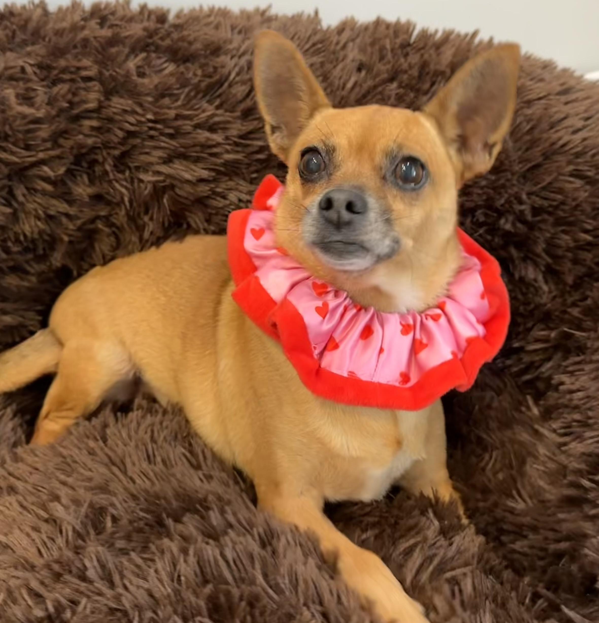 Anna, a Adoptable mixed breed in Lawrenceville, GA image 4/5