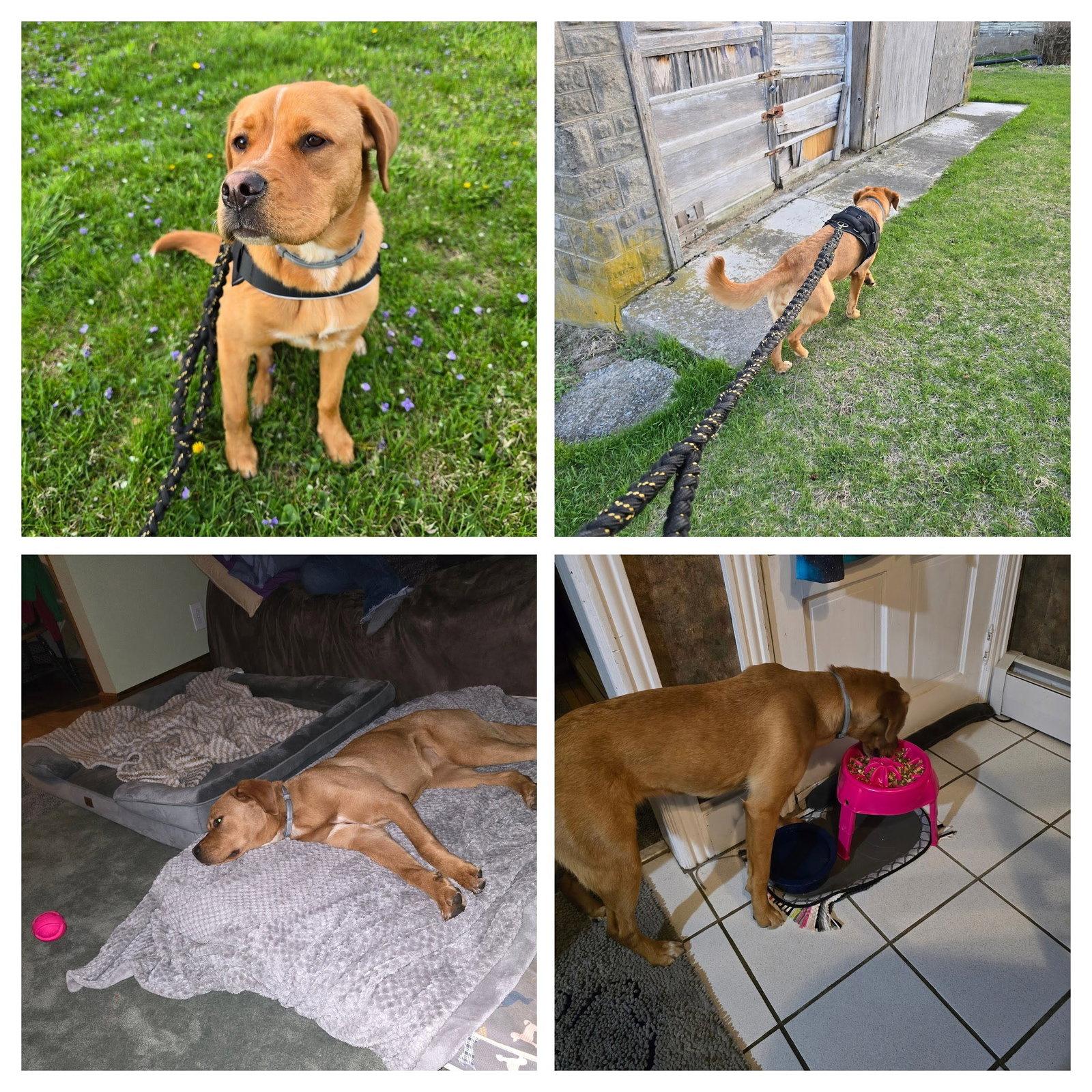 Enlarge Callie (Phoenix), a Adopted mixed breed in Walnutport, PA image 1/1