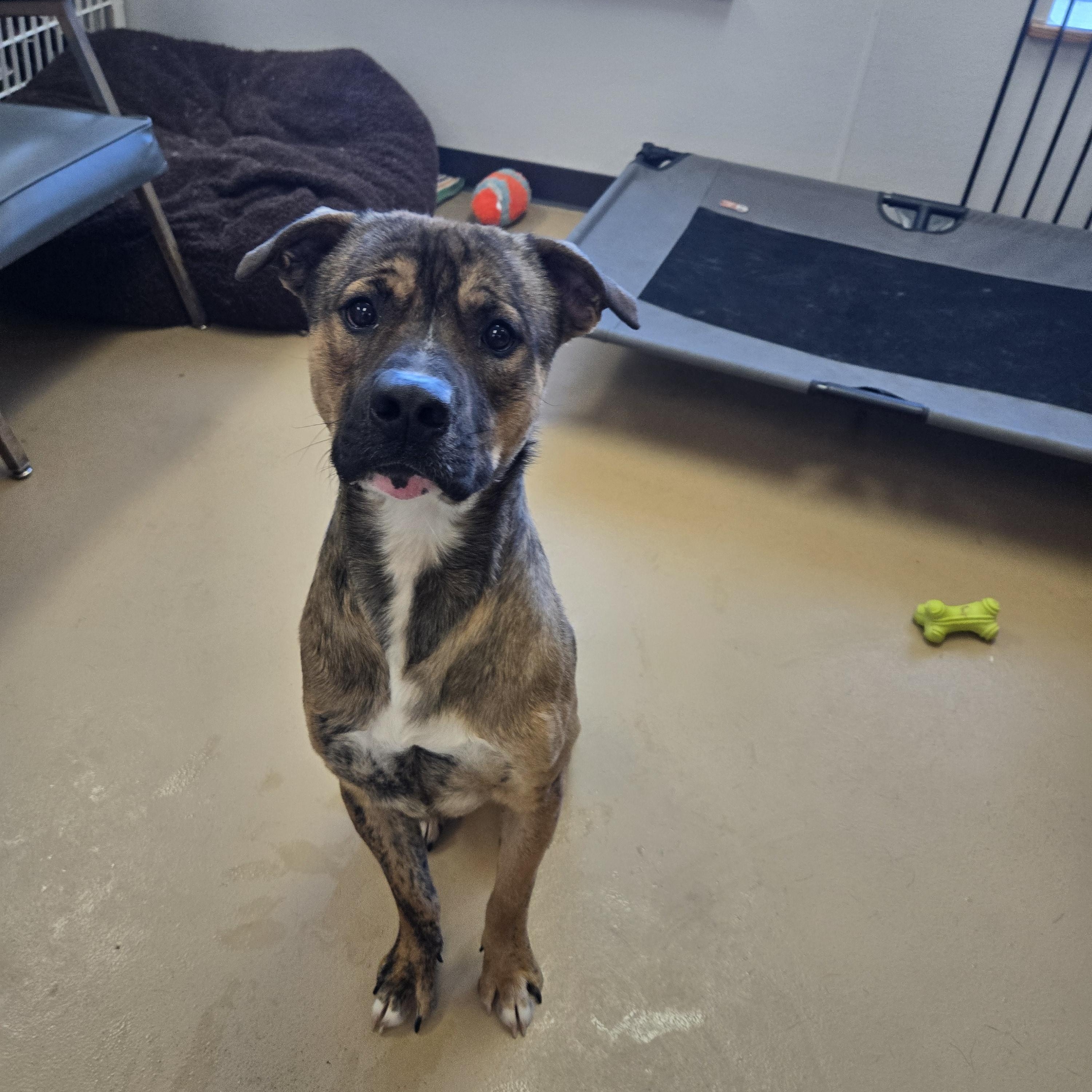 Enlarge Oakley , a ADOPTABLE Cane Corso in Xenia , OH image 1/6