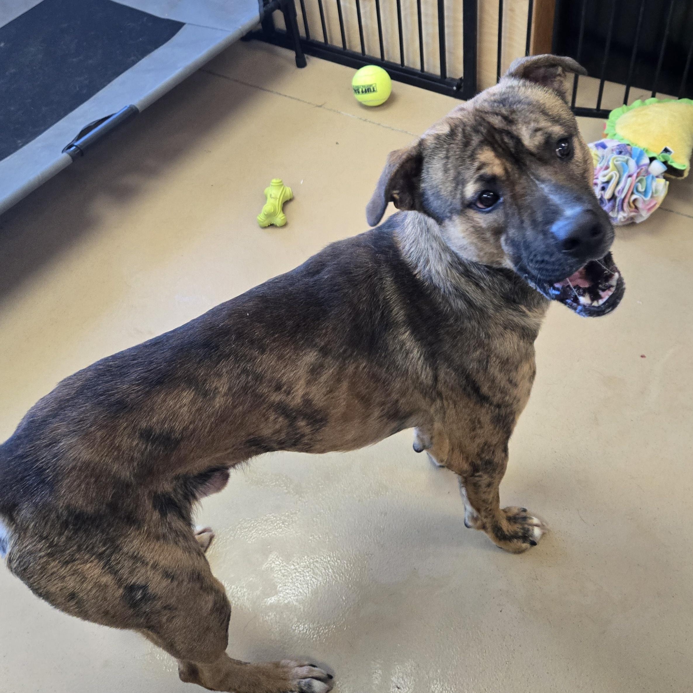 Enlarge Oakley , a ADOPTABLE Cane Corso in Xenia , OH image 5/6