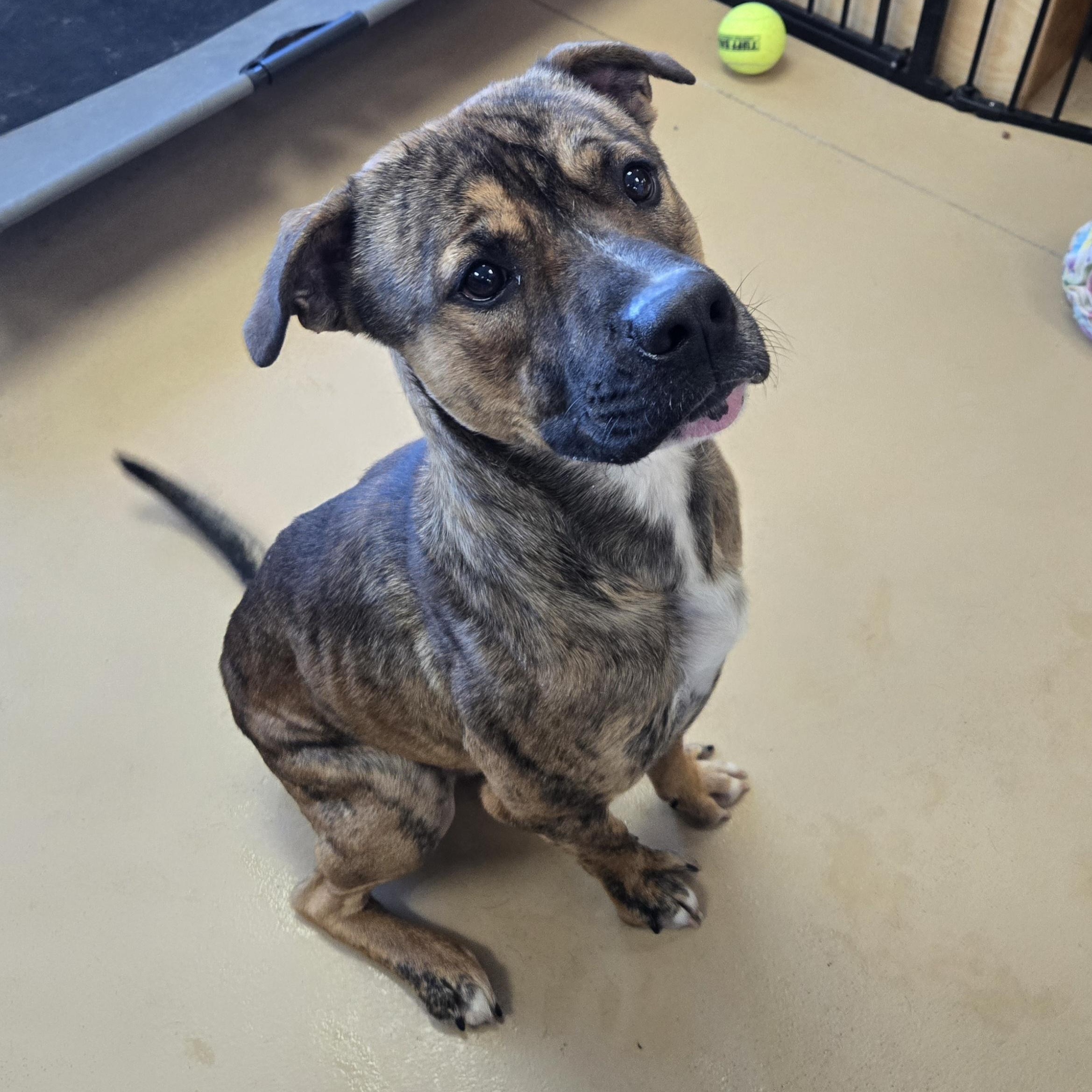 Enlarge Oakley , a ADOPTABLE Cane Corso in Xenia , OH image 2/6