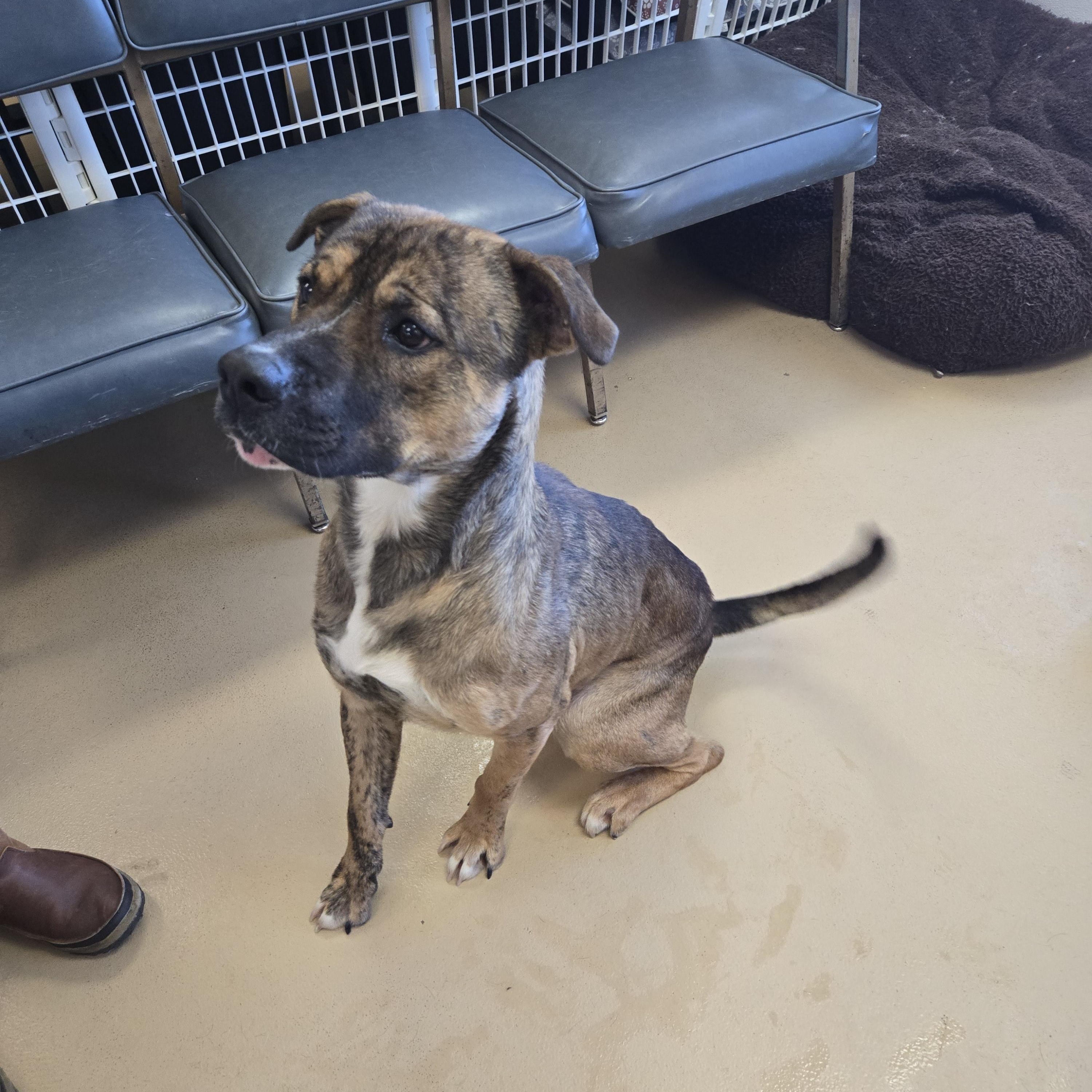 Enlarge Oakley , a ADOPTABLE Cane Corso in Xenia , OH image 6/6