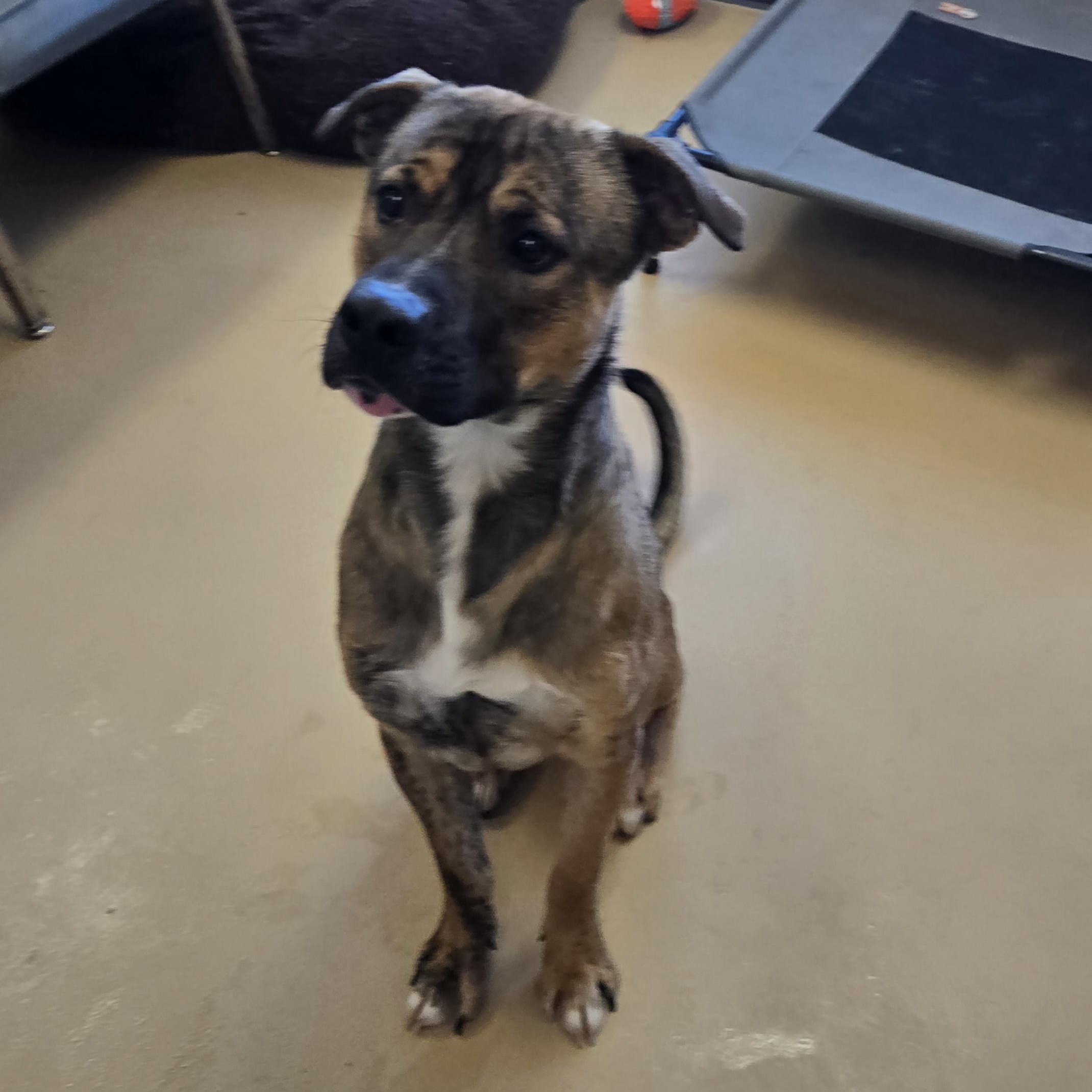 Enlarge Oakley , a ADOPTABLE Cane Corso in Xenia , OH image 4/6