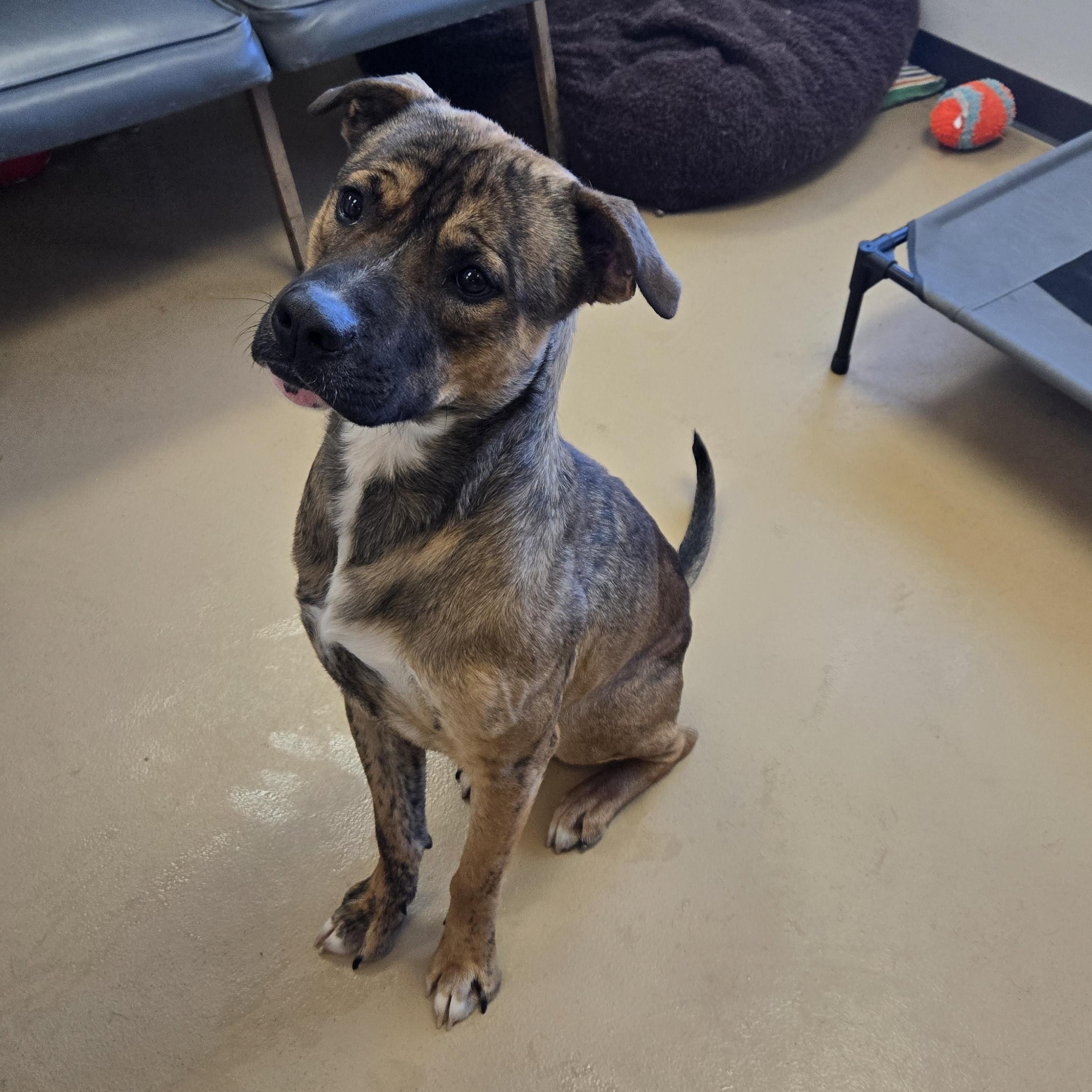 Enlarge Oakley , a ADOPTABLE Cane Corso in Xenia , OH image 3/6