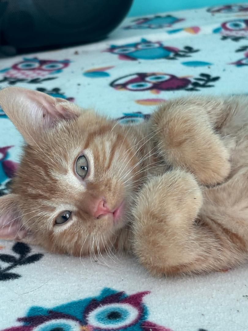 Candy Corn, Adopted, Adult Male Tabby & Domestic Short Hair.