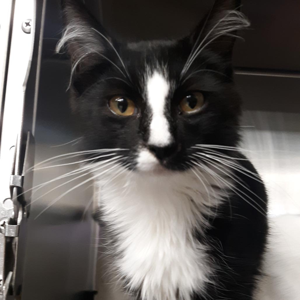 Enlarge Prince Charming, a Adoptable Domestic Short Hair in Spokane, WA image 1/2