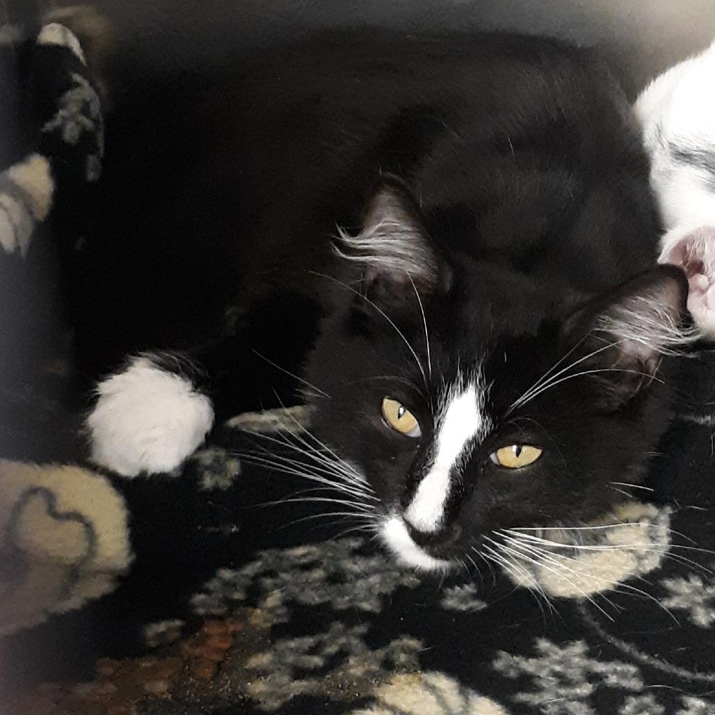Enlarge Prince Charming, a Adoptable Domestic Short Hair in Spokane, WA image 2/2