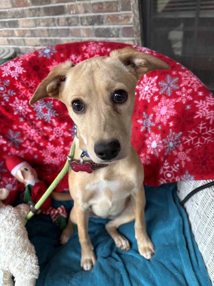 Robin Songbird, Adoptable, Puppy Female Mountain Cur.