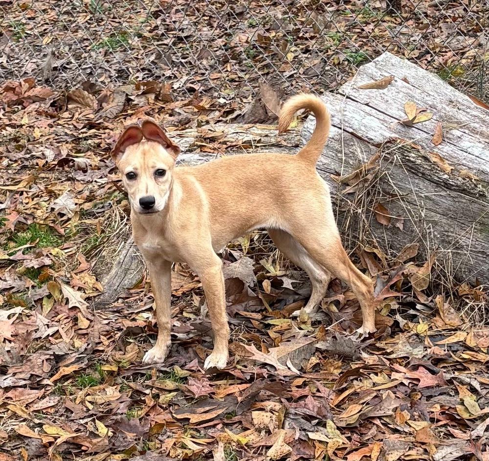 Enlarge Robin Songbird, a Adoptable mixed breed in Boston, MA image 2/6