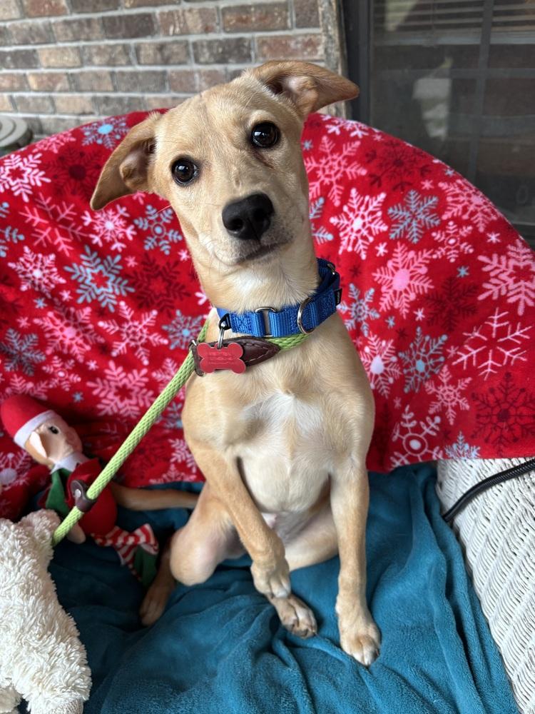 Enlarge Robin Songbird, a Adoptable mixed breed in Boston, MA image 3/6