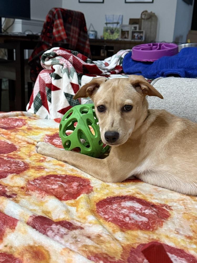 Enlarge Robin Songbird, a Adoptable mixed breed in Boston, MA image 5/6