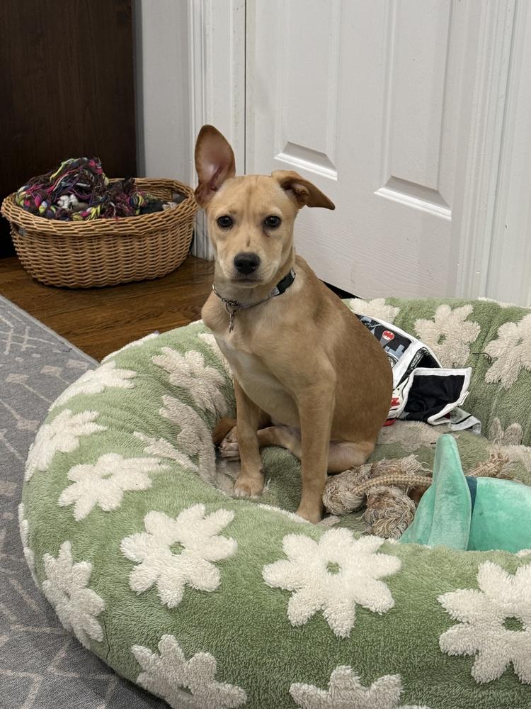 Enlarge Robin Songbird, a Adoptable mixed breed in Boston, MA image 6/6