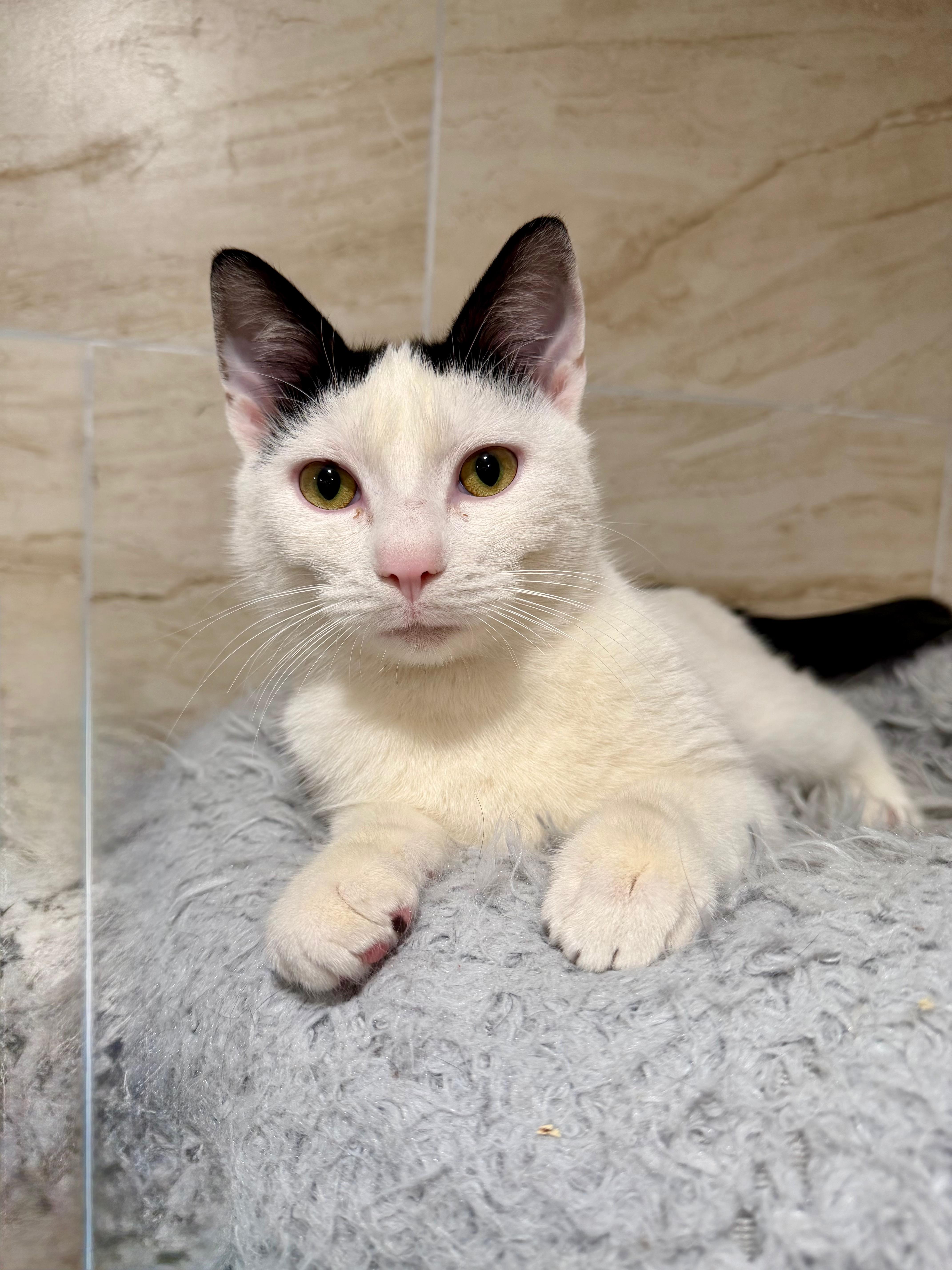 Seamus, ADOPTABLE, Young Male Domestic Short Hair.