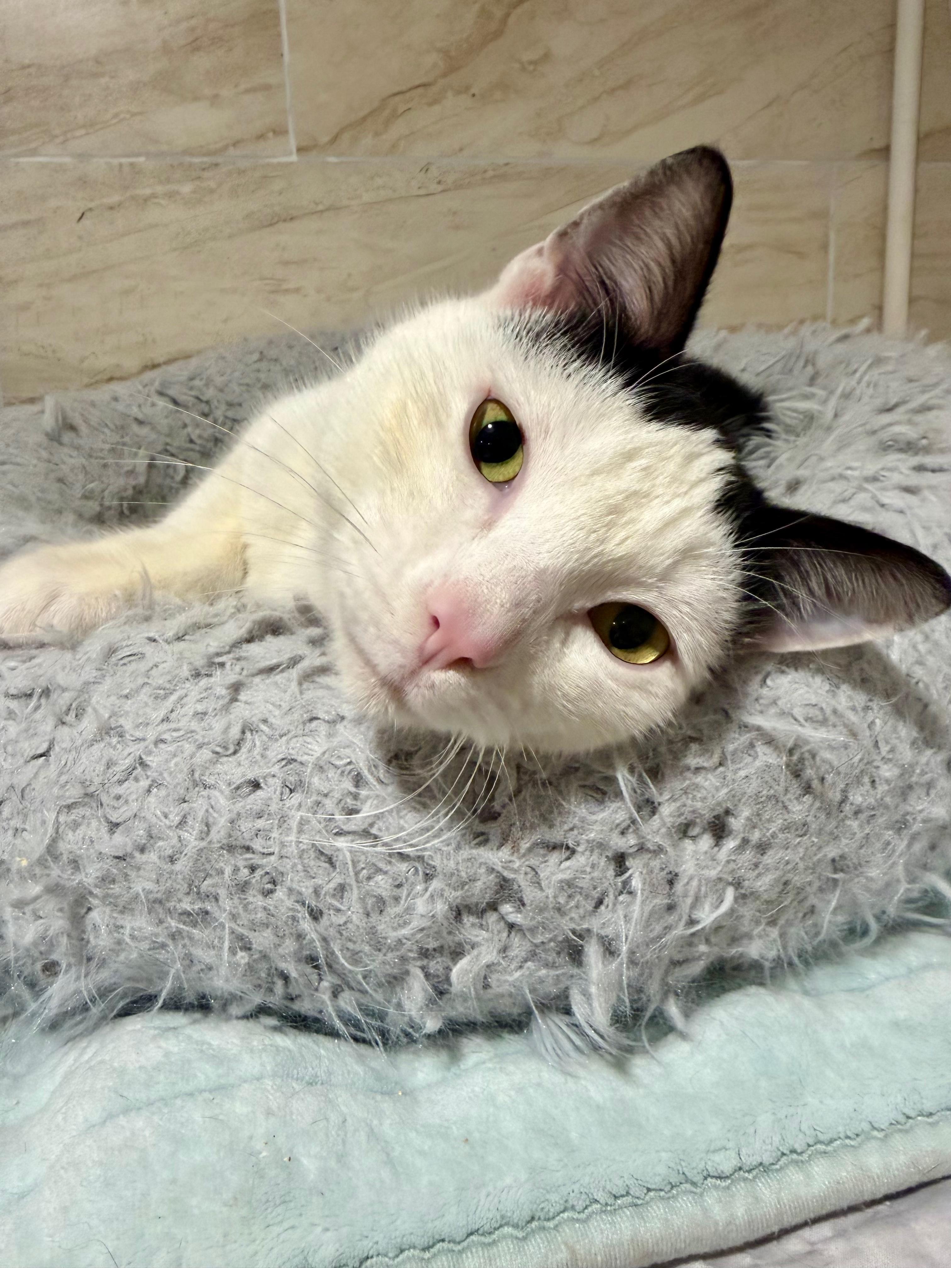 Seamus, ADOPTABLE, Young Male Domestic Short Hair.