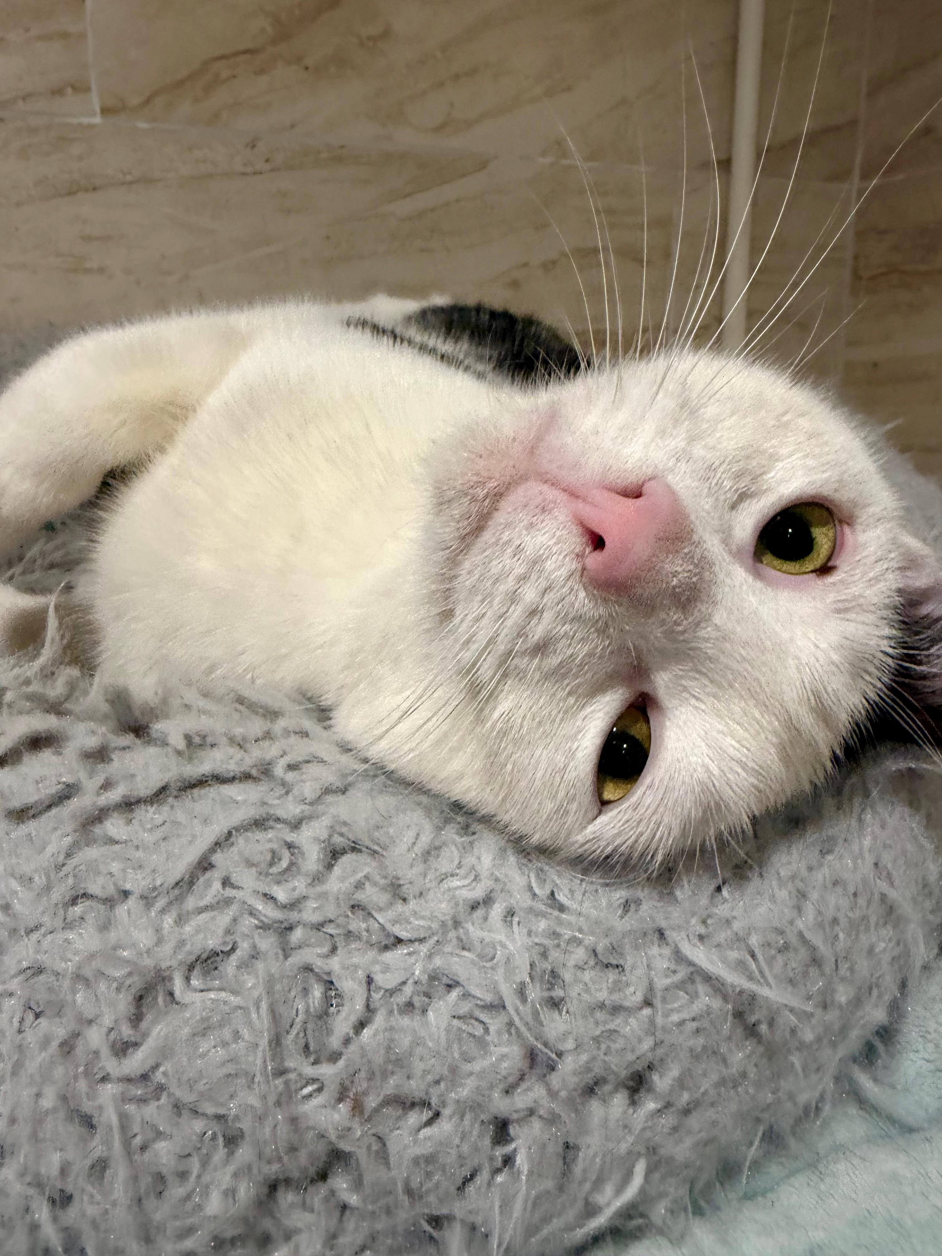 Seamus, a ADOPTABLE Domestic Short Hair in Manhasset, NY image 3/5