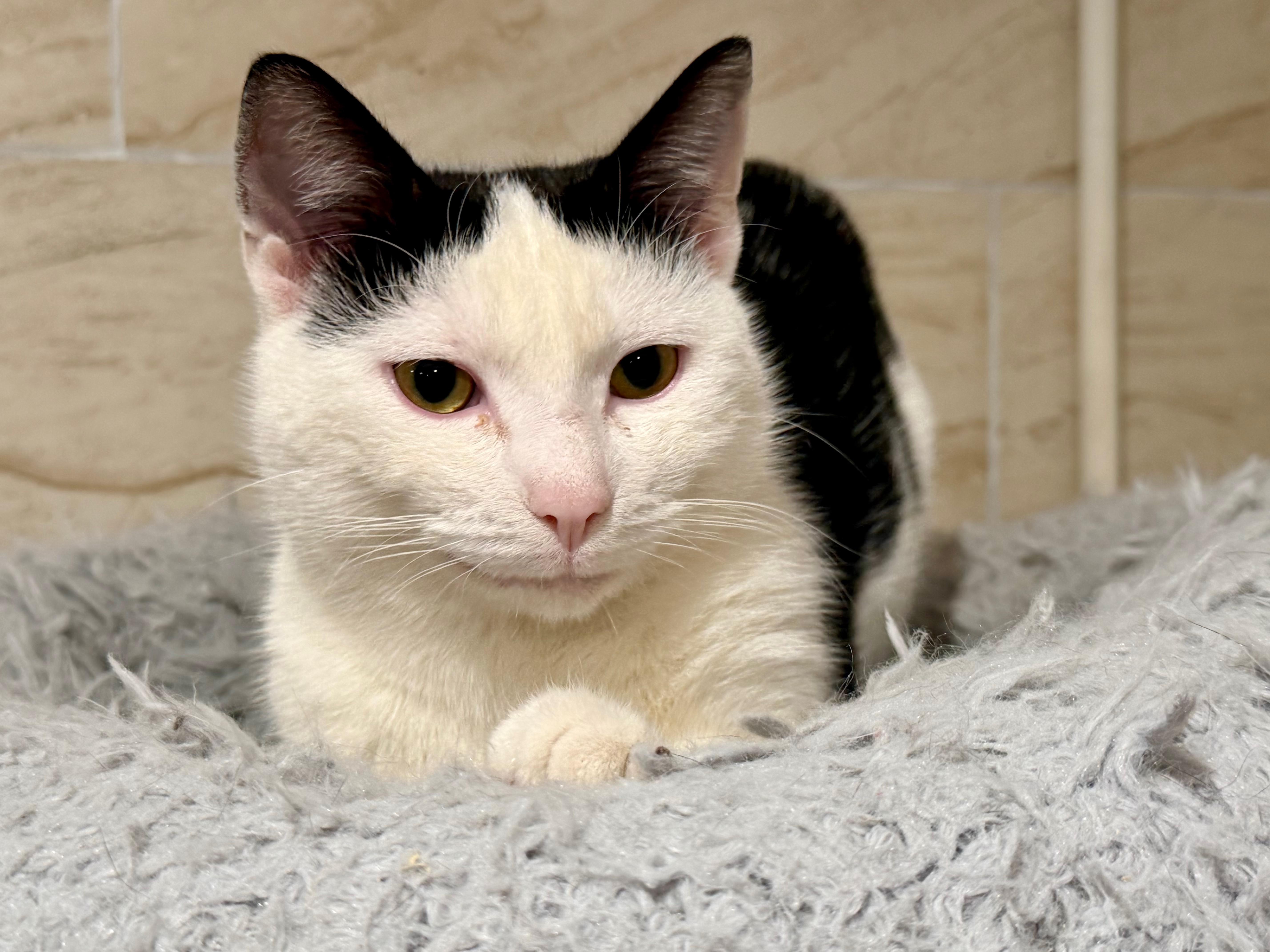 Enlarge Seamus, a ADOPTABLE Domestic Short Hair in Manhasset, NY image 2/3